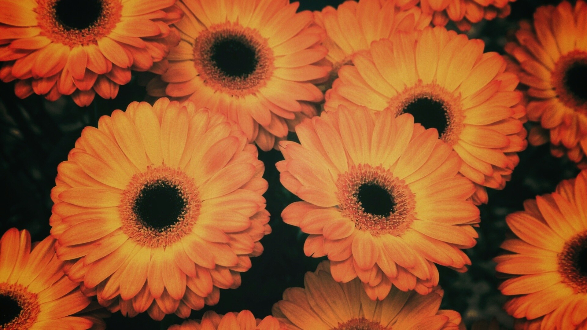 Желтые герберы обои