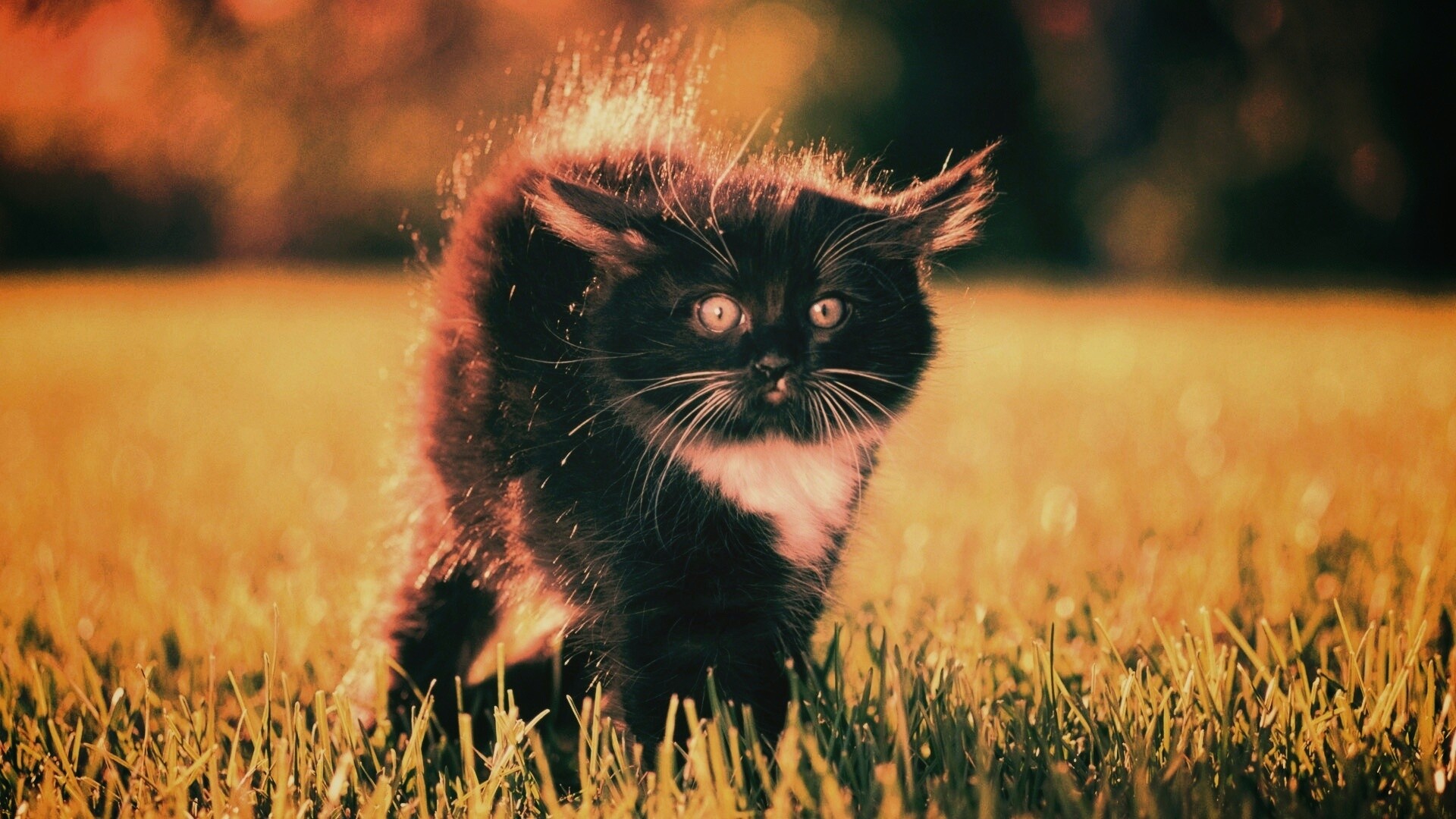 Кот воитель обои