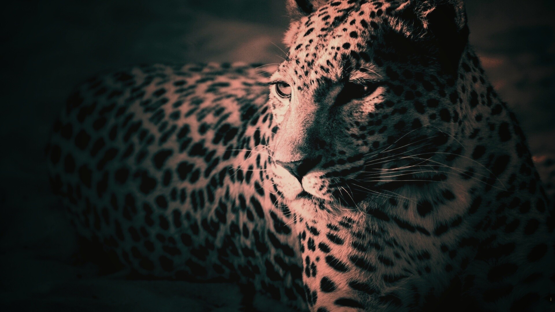 Леопард обои