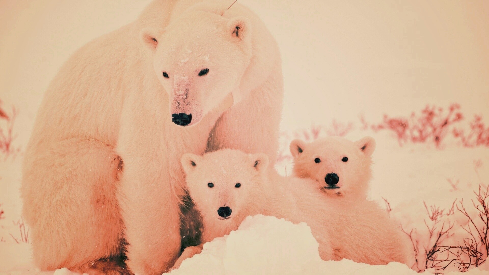Белые медведи обои