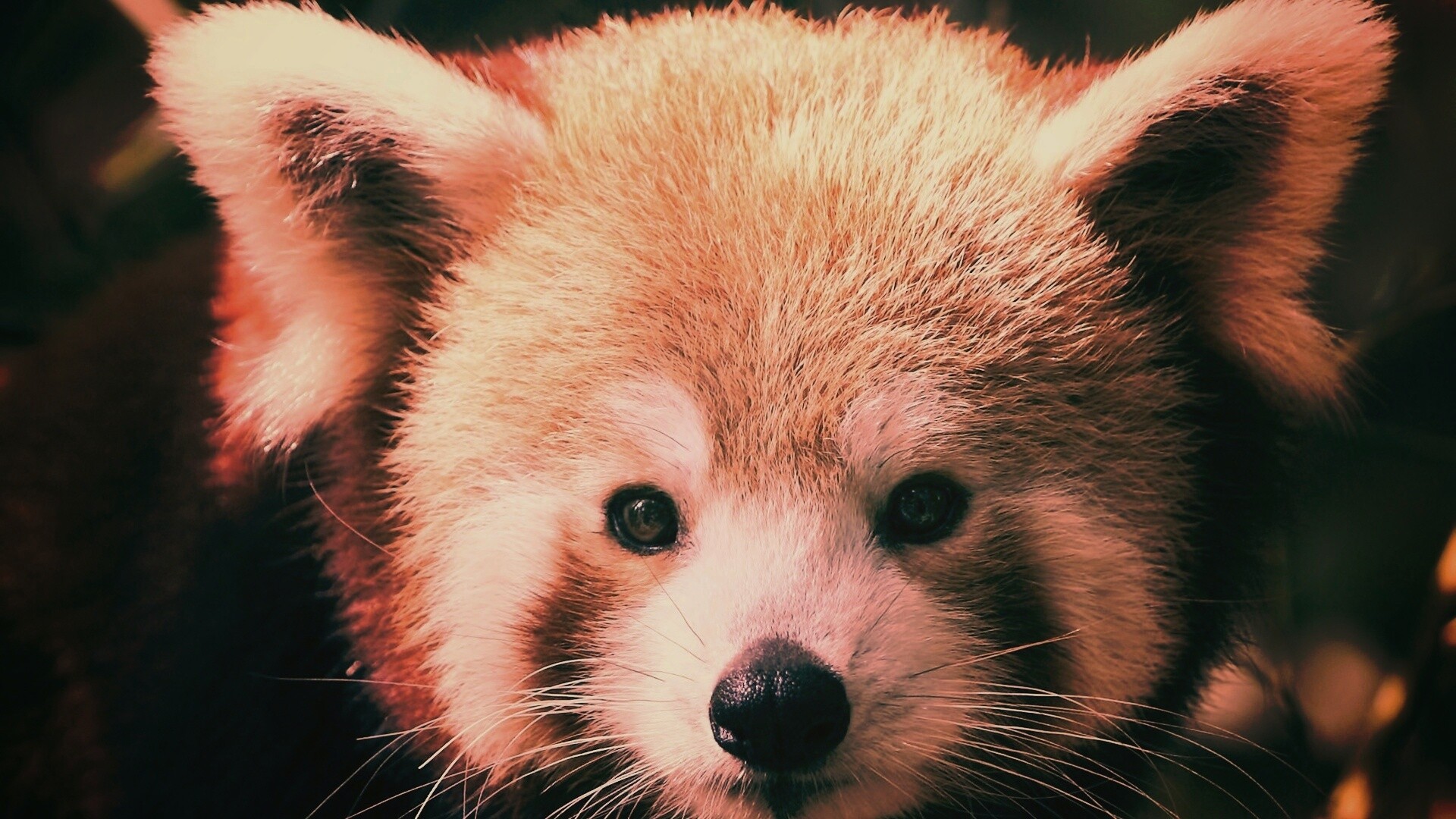 Красная панда обои