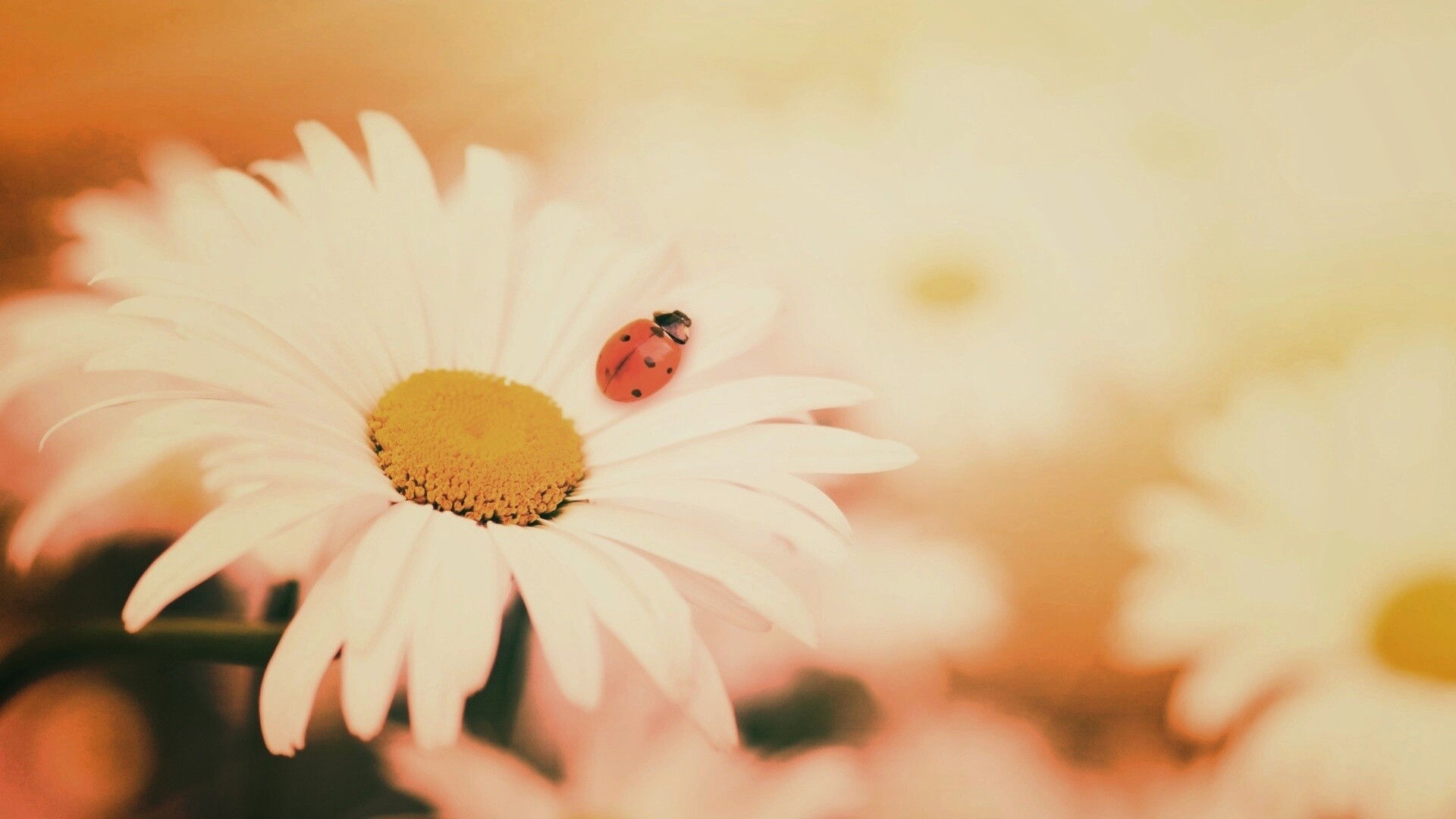 Божья коровка обои