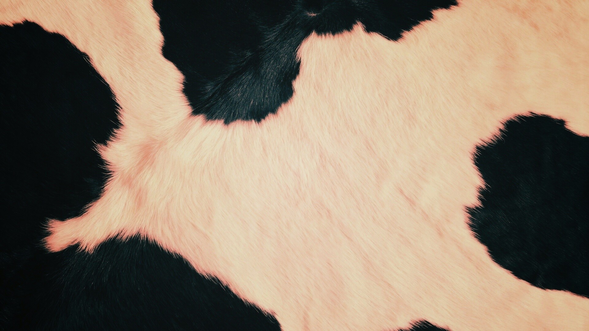 Шкура коровы обои