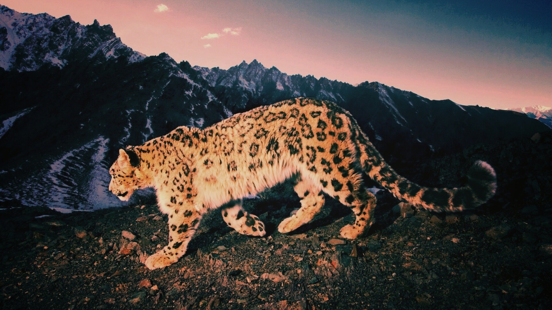 Леопард обои