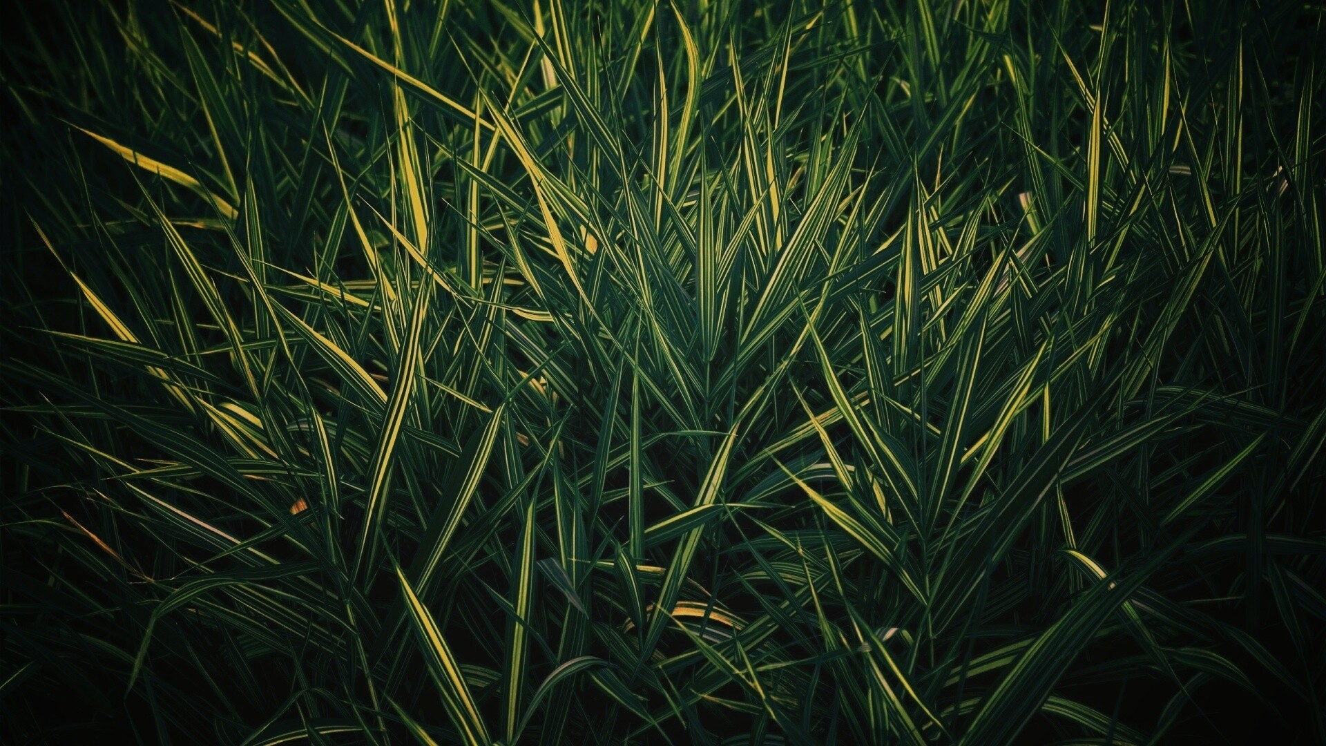 Дикая трава обои