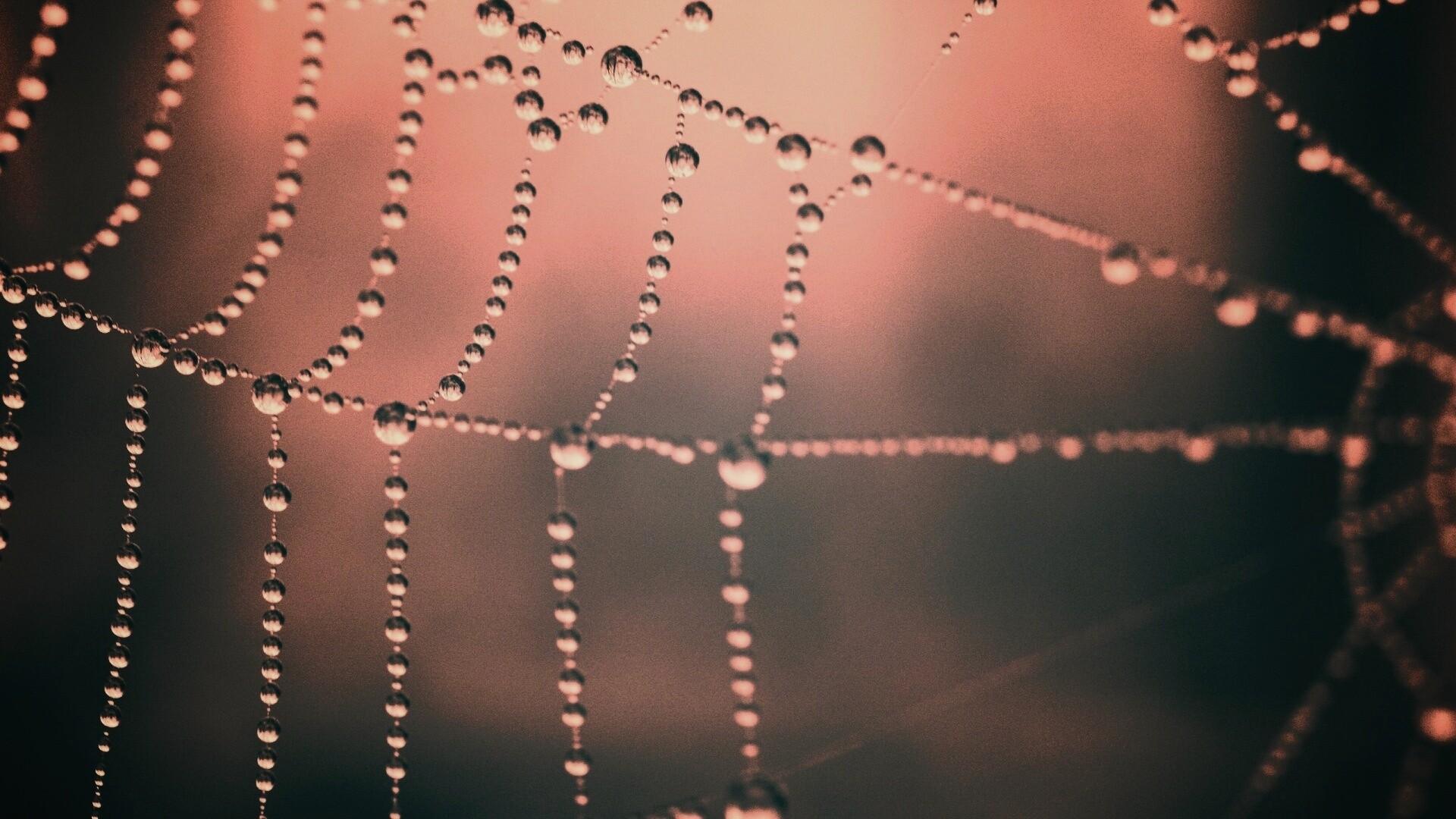 Капли на паутине обои