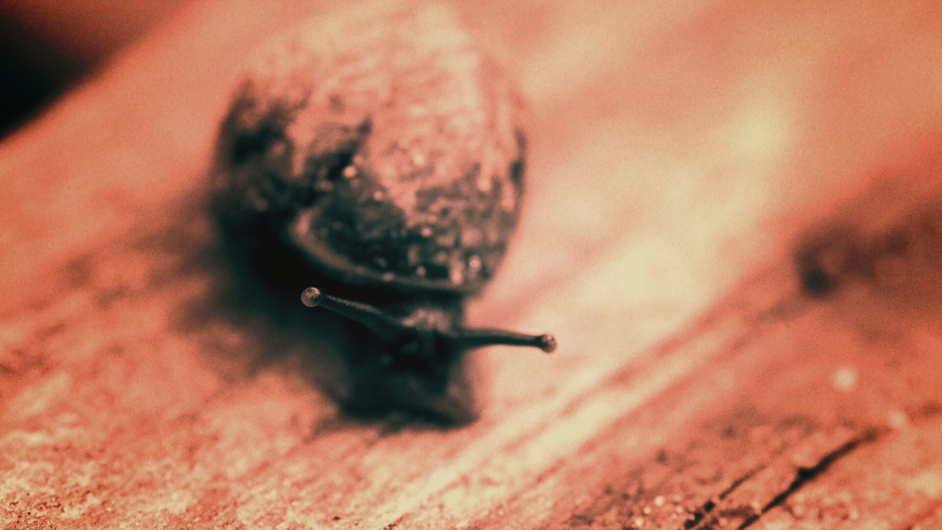 Улитка на ветке обои