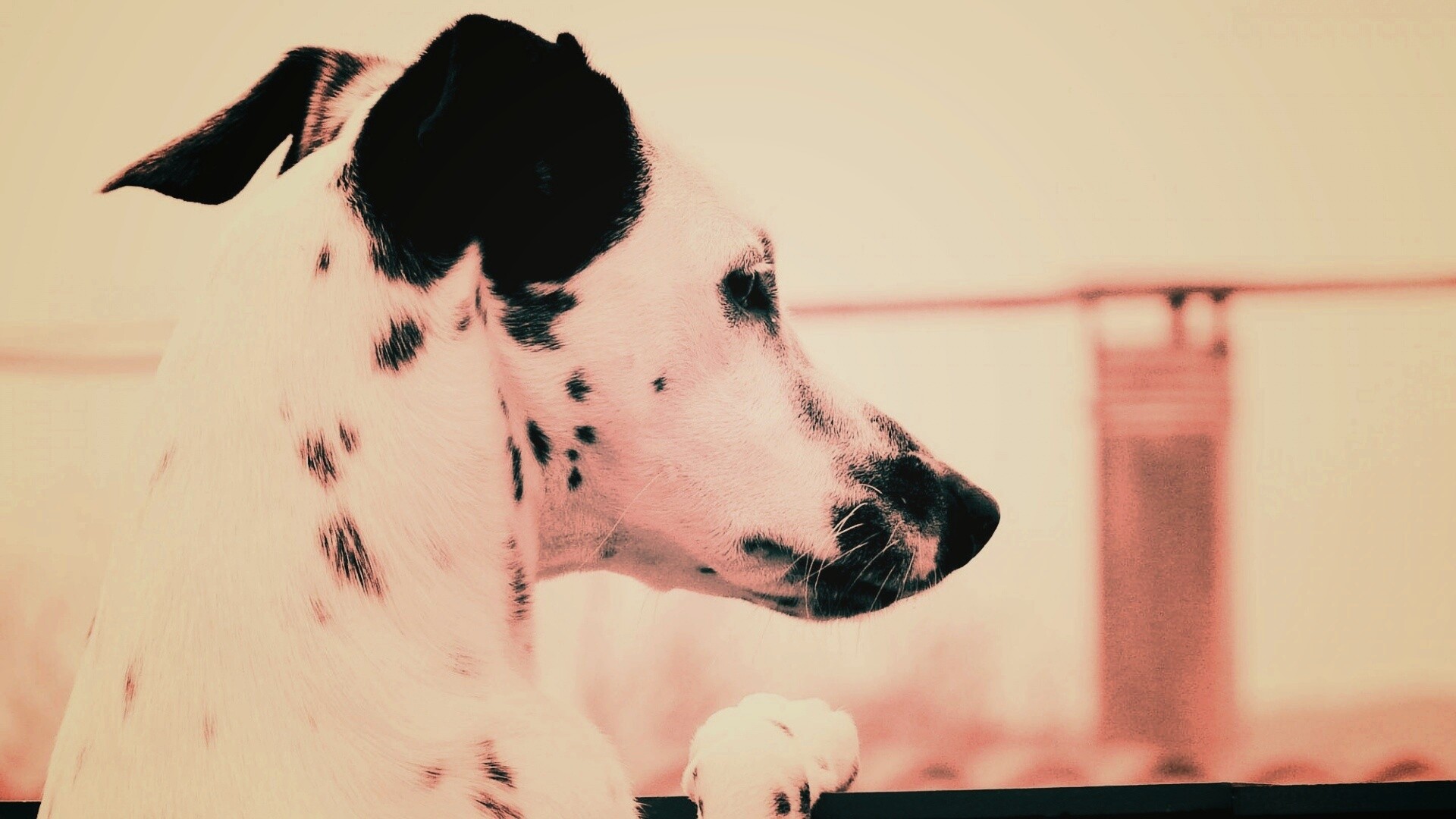 Долматинец смотрит вдаль обои