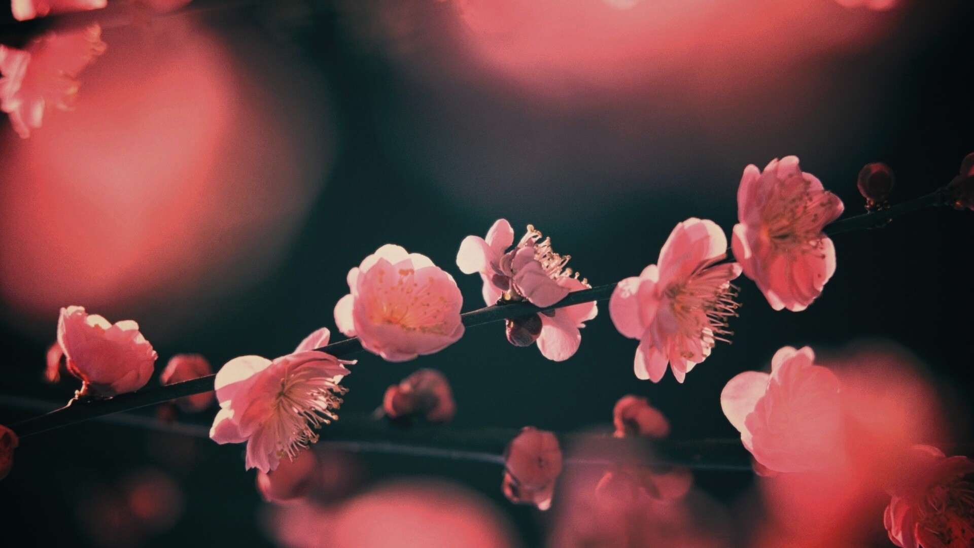 Цветущая вишня обои