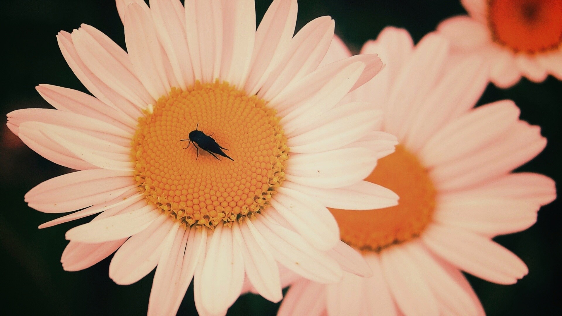 Ромашки обои