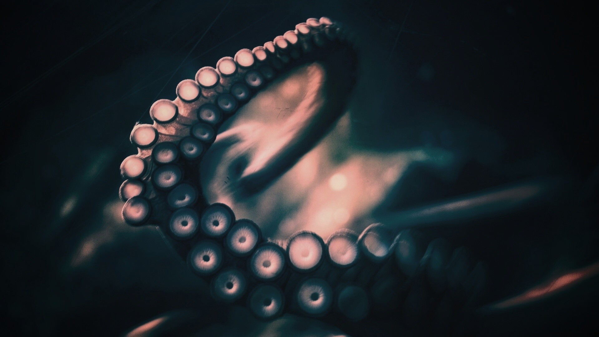 Щупальце обои