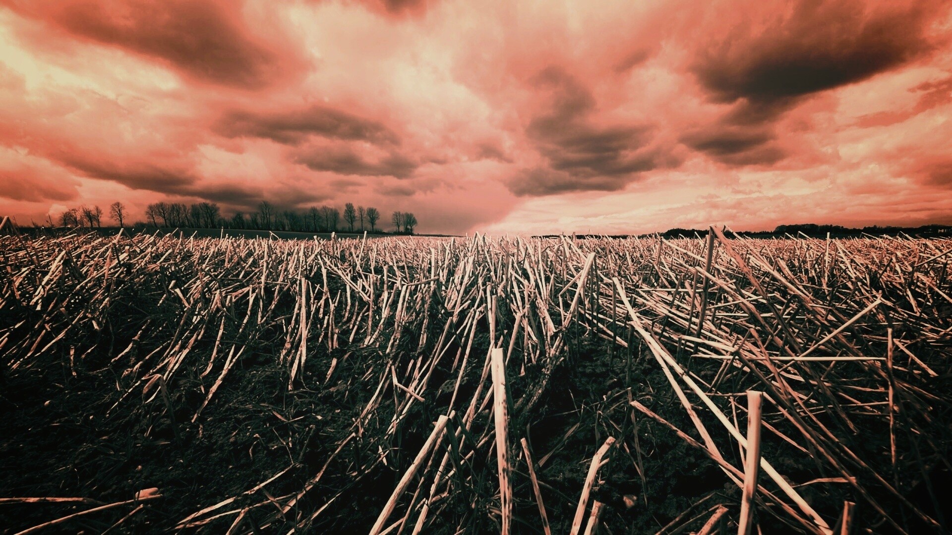 Убранное поле обои