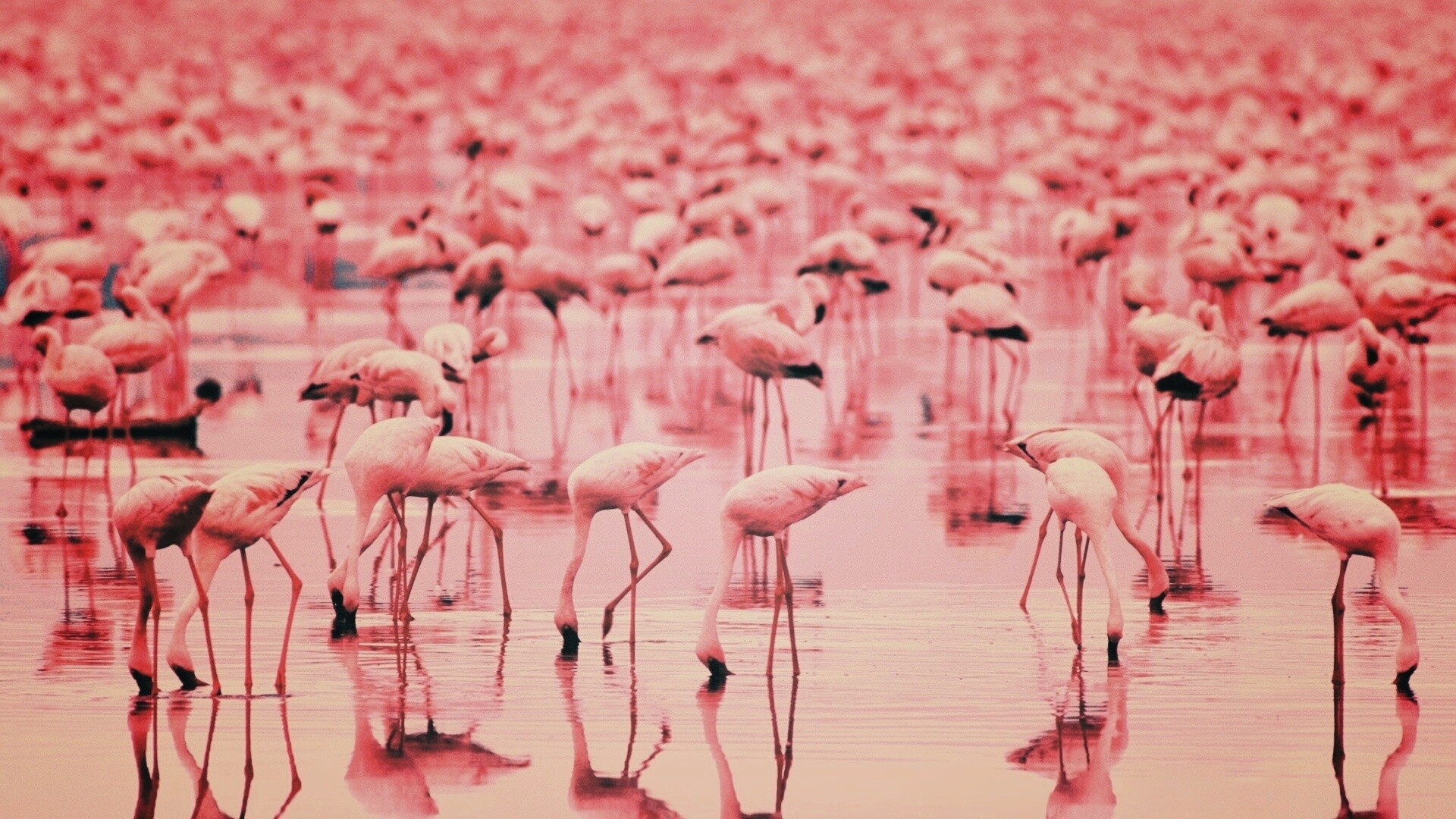 Розовые фламинго обои