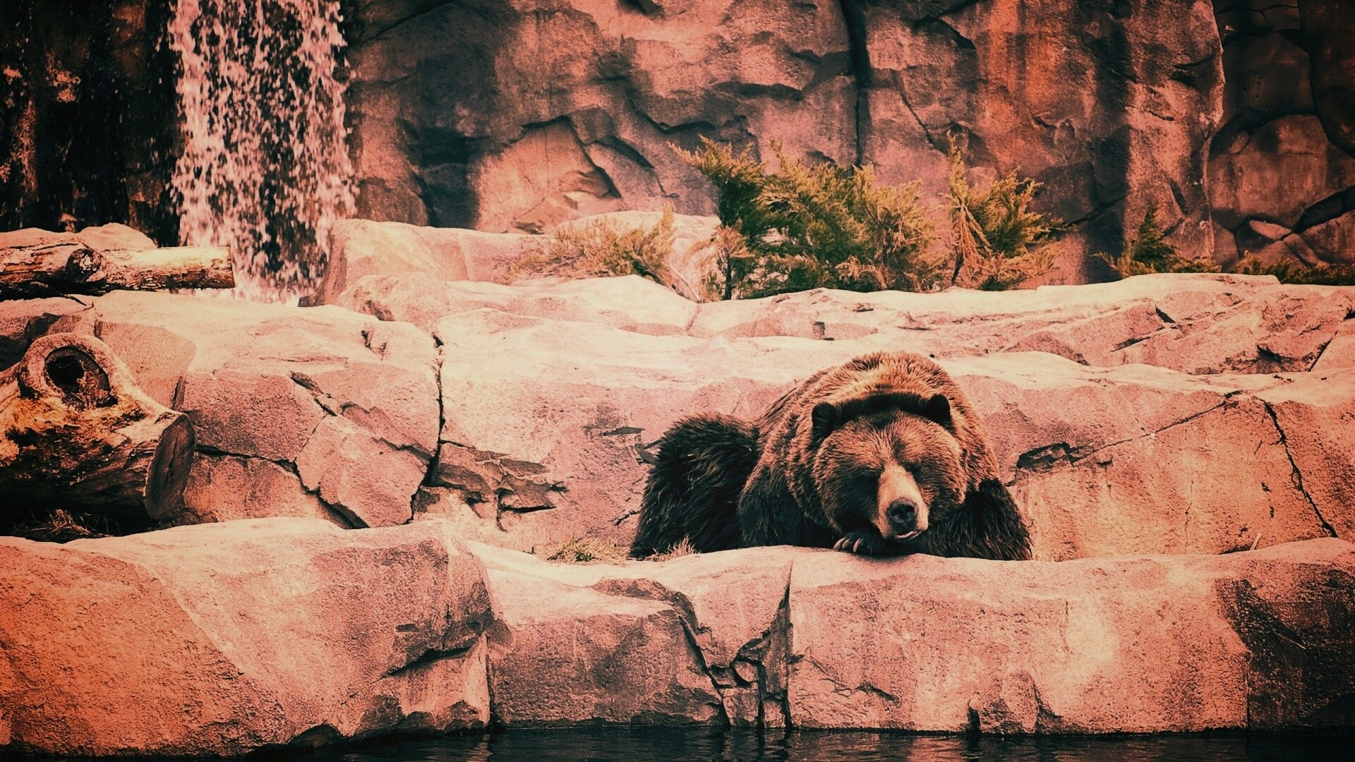 Медведь обои