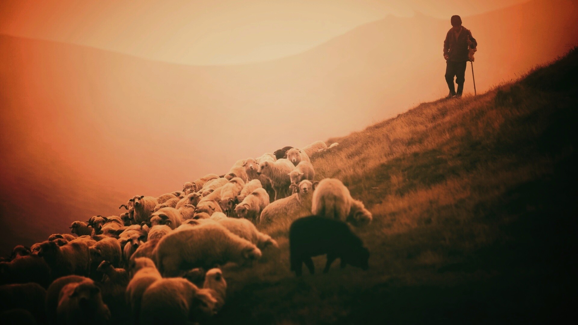 Пастух и стадо обои