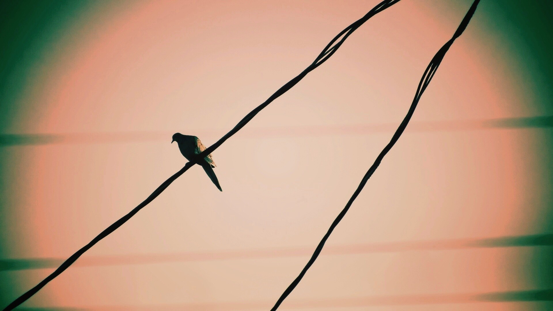 Птица на проводе обои