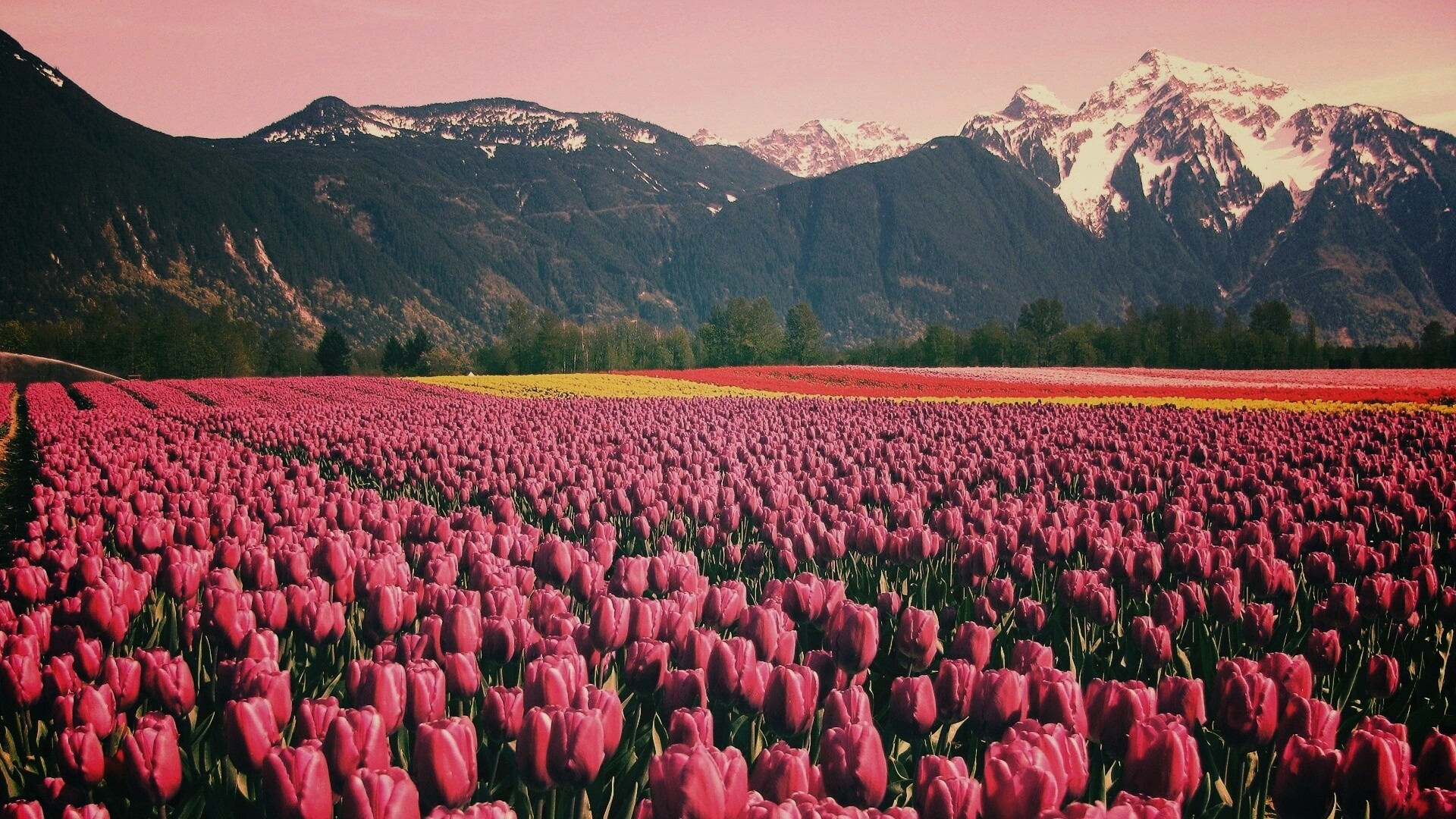 Поле тюльпанов обои