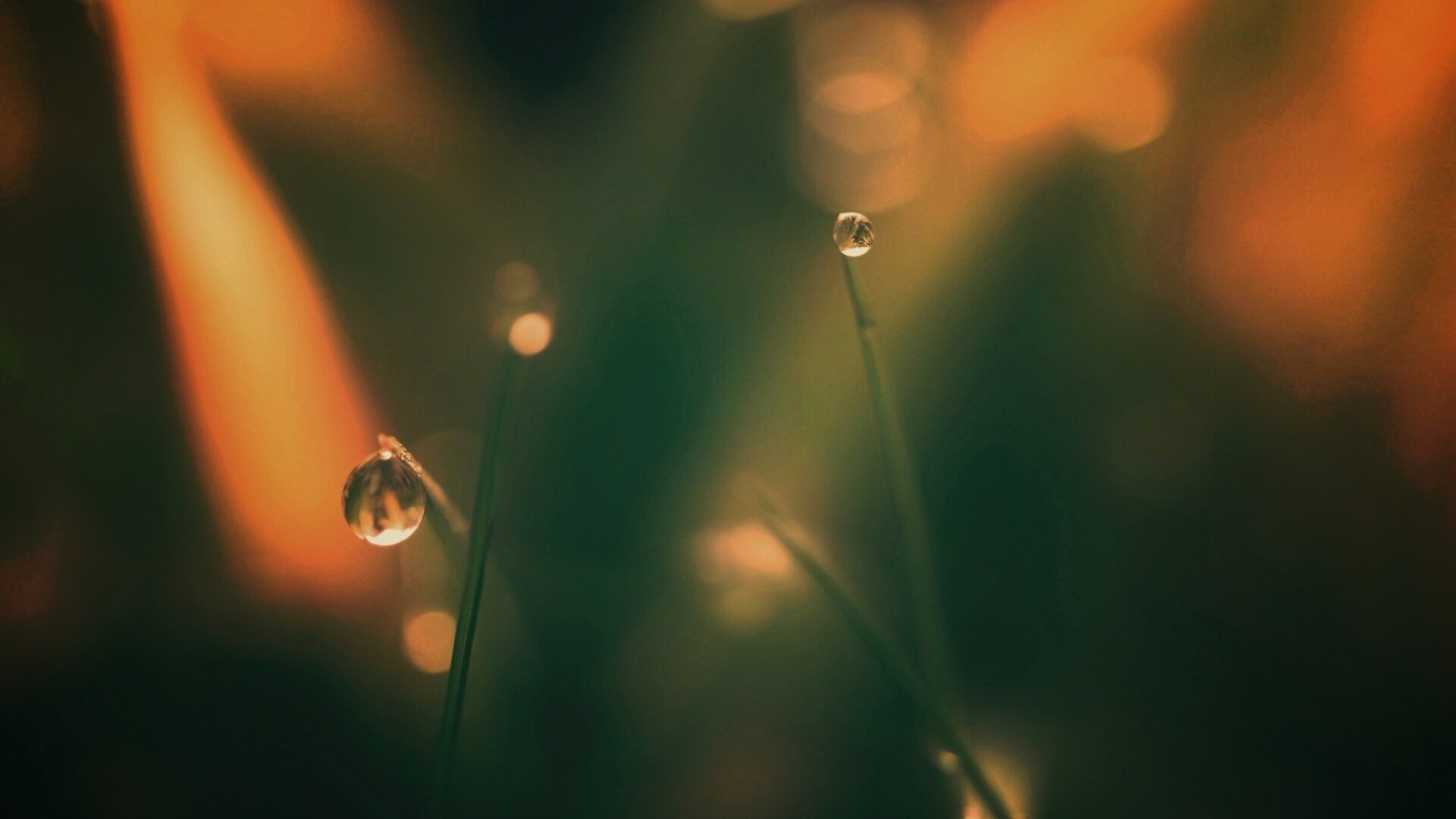 Роса на травинке обои