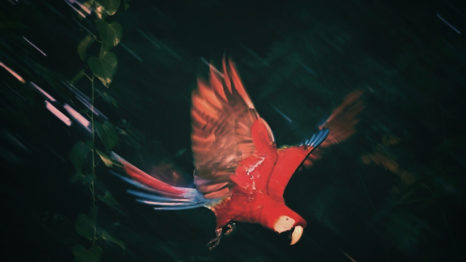 Рисованный ара обои