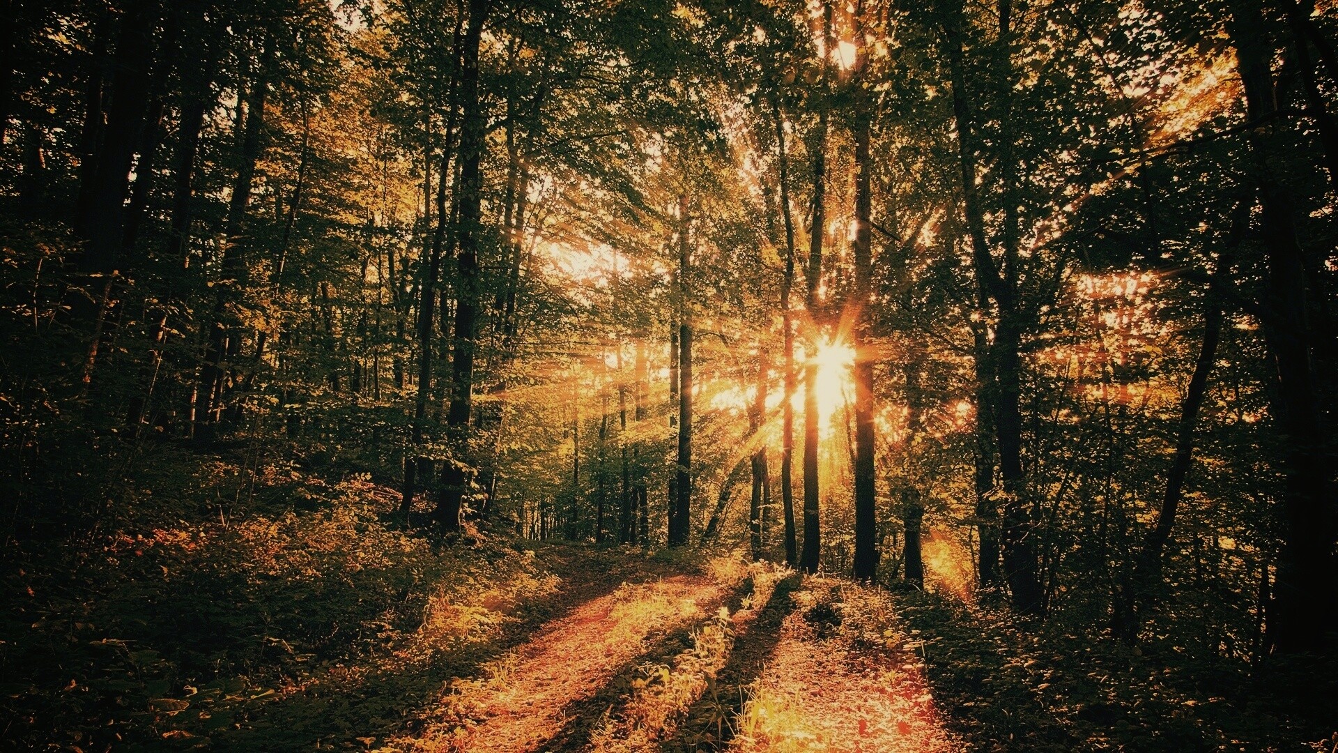 Свет сквозь деревья обои