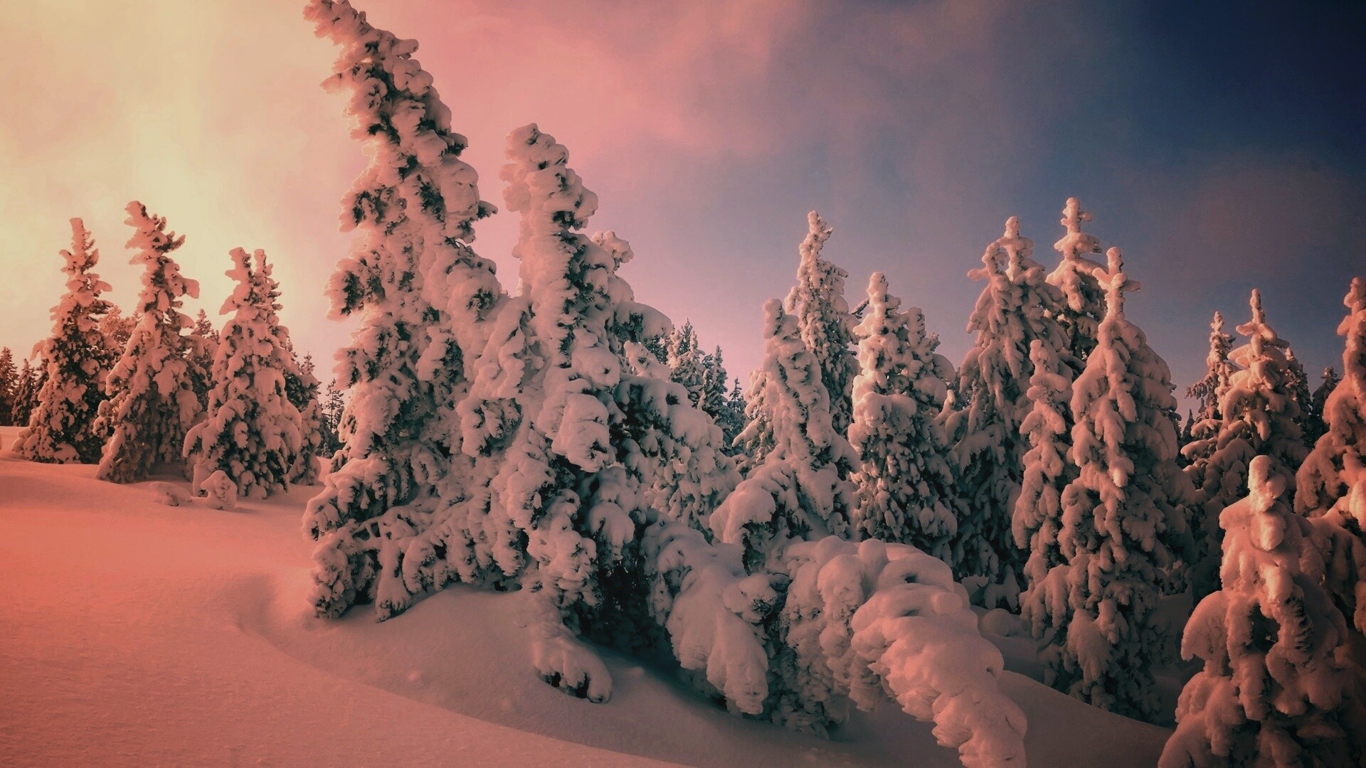 Ели в снегу обои