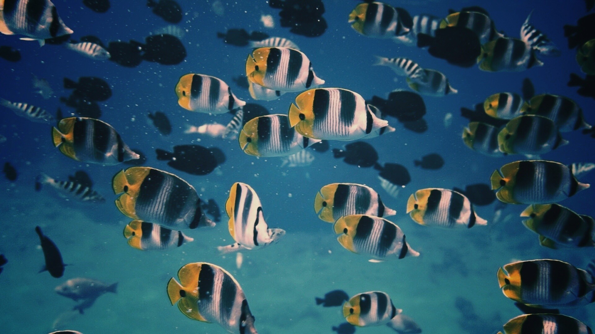 Косяк тропических рыбок обои