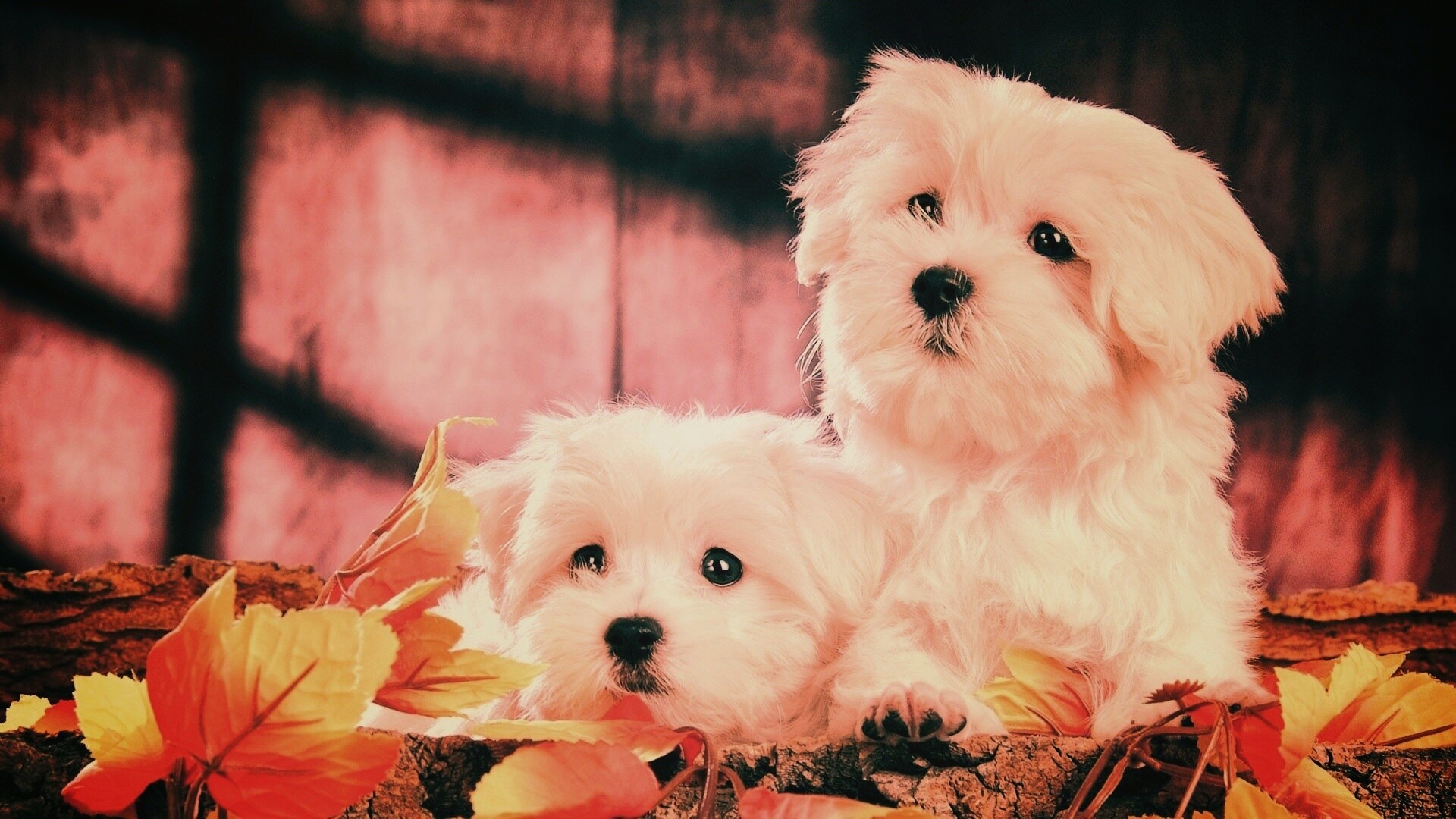 Два белых и пушистых пёсика  обои