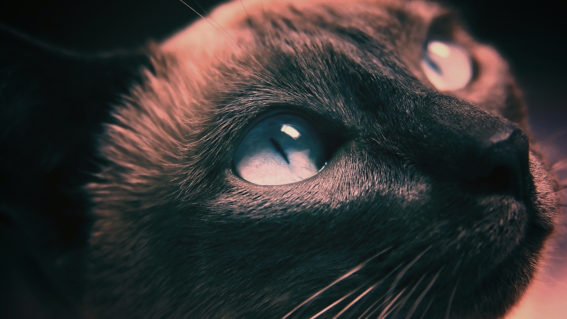 Кот с голубыми глазами обои