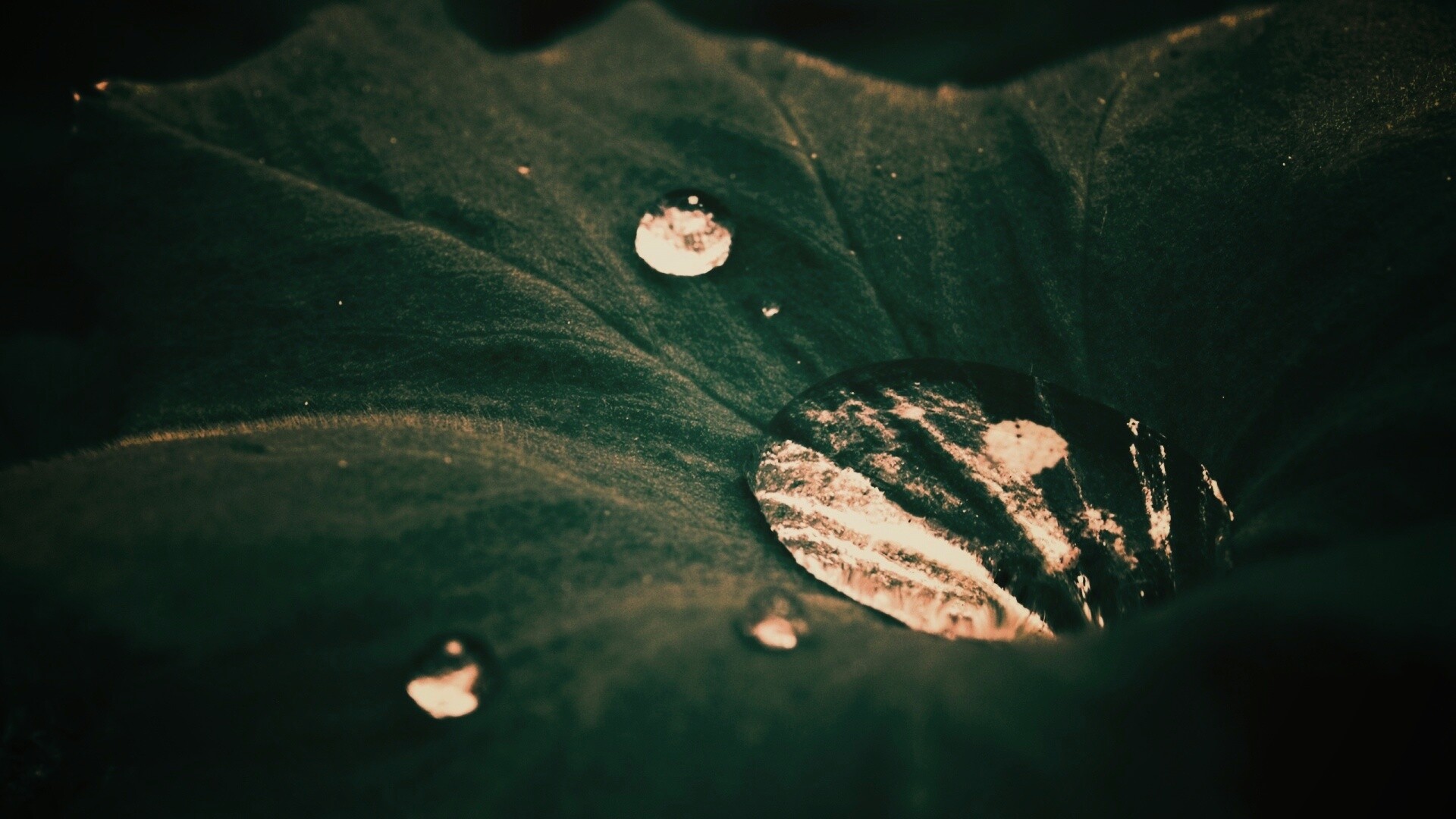 Капля в листе обои