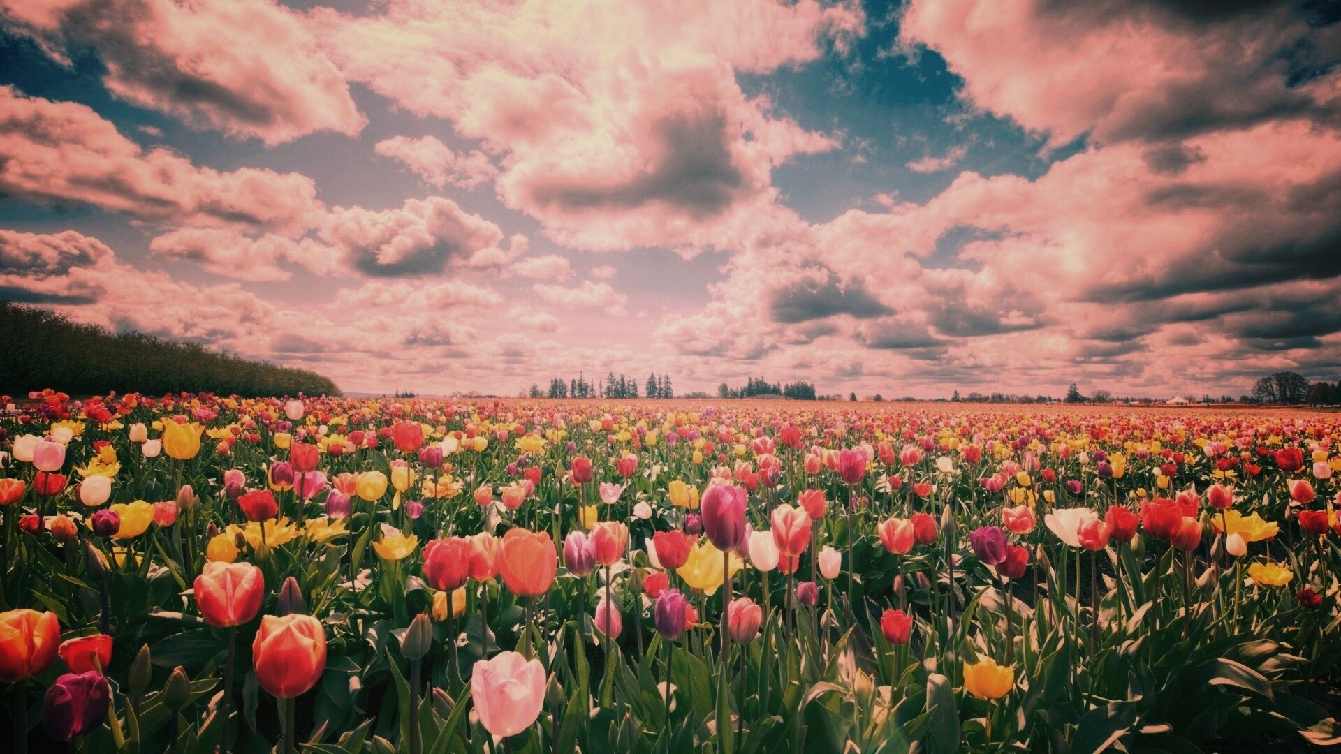 Поле тюльпанов обои