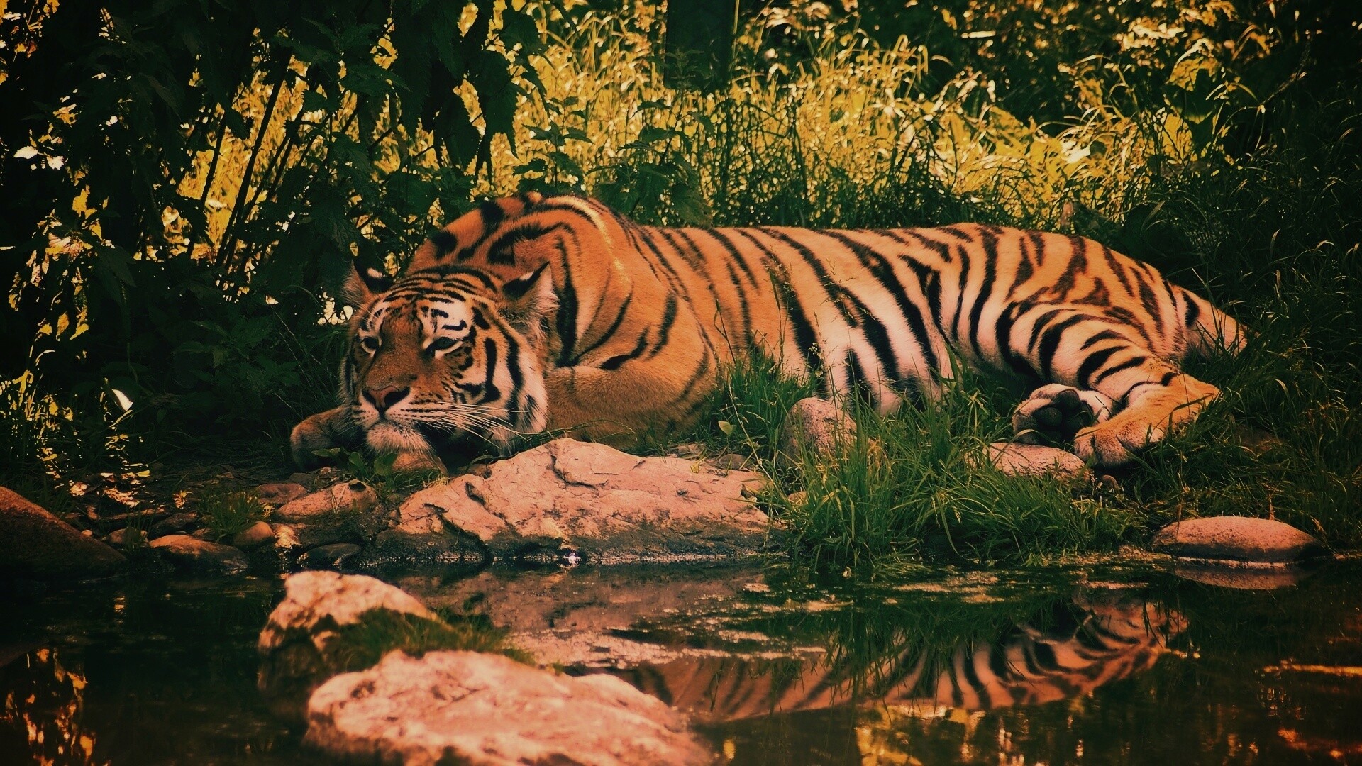 Тигр отдыхает обои