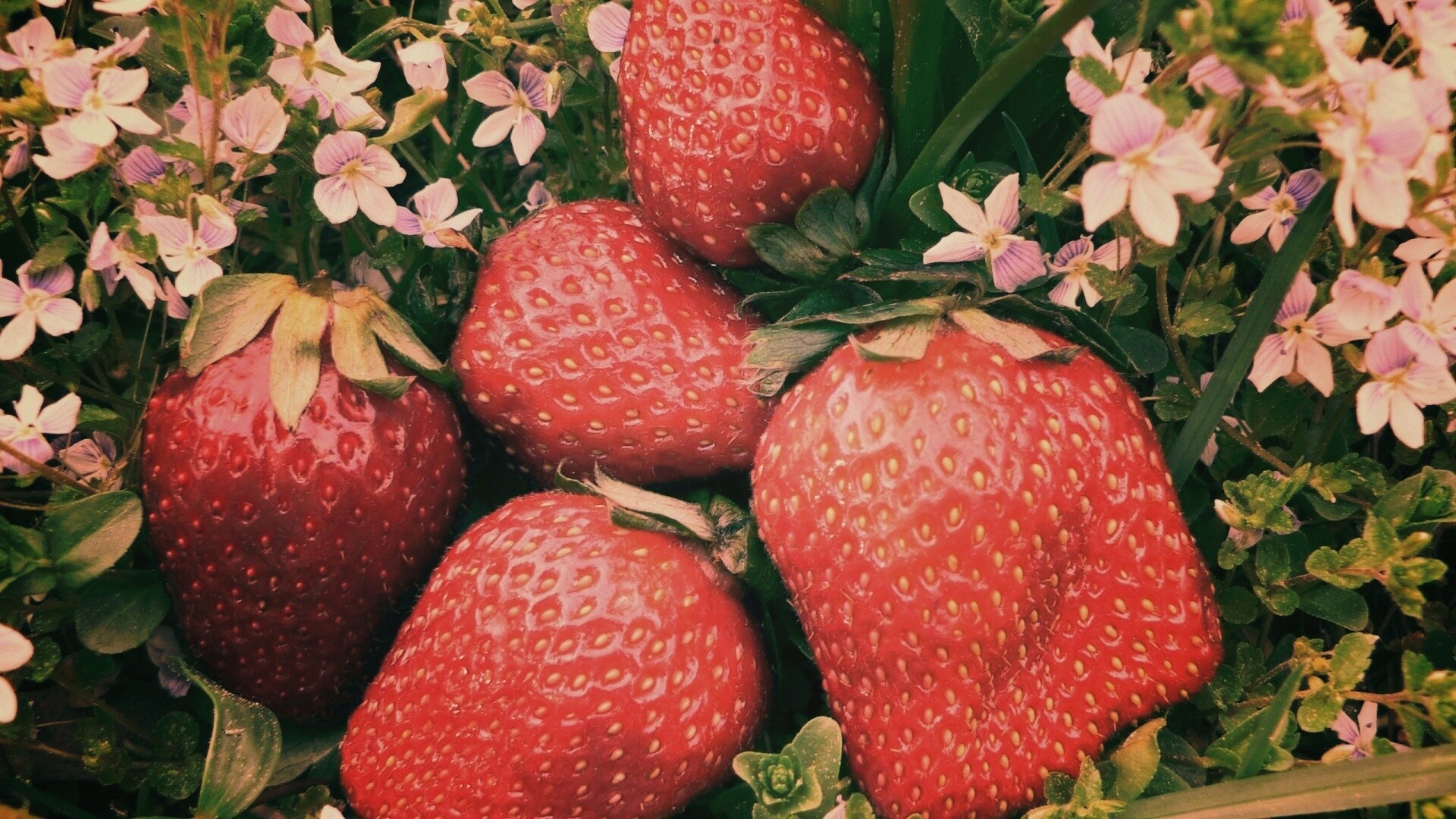 Клубника обои