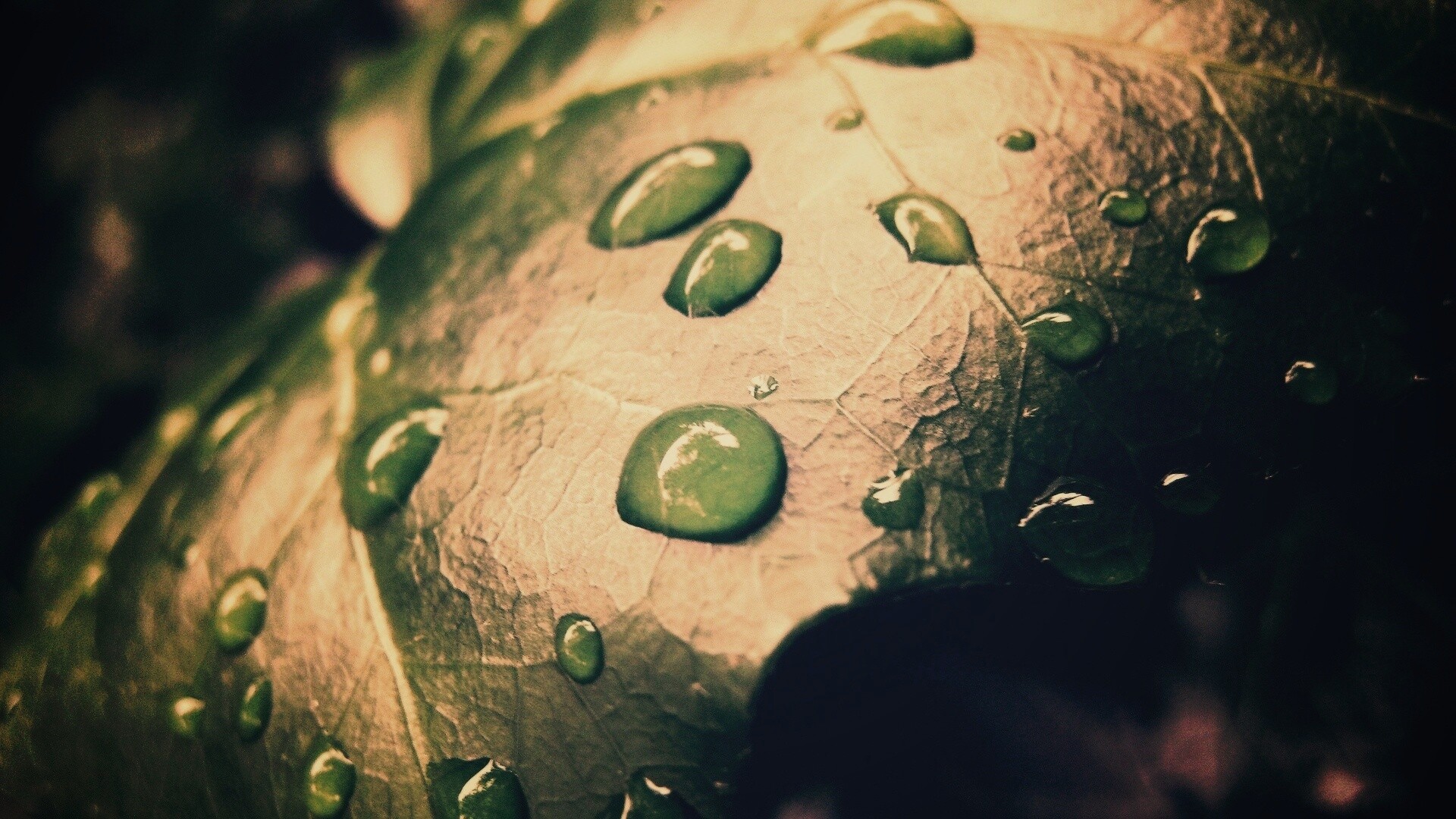 Капли росы на листе обои