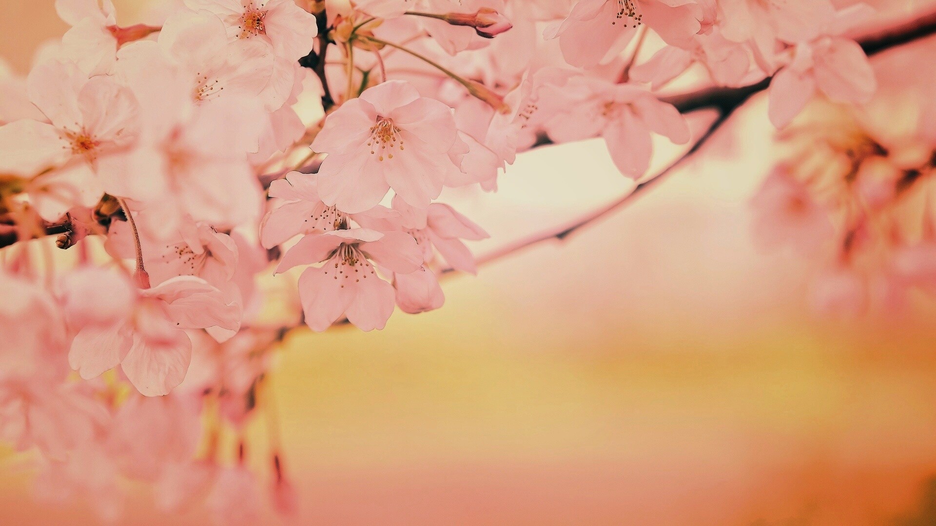 Цветение вишни обои