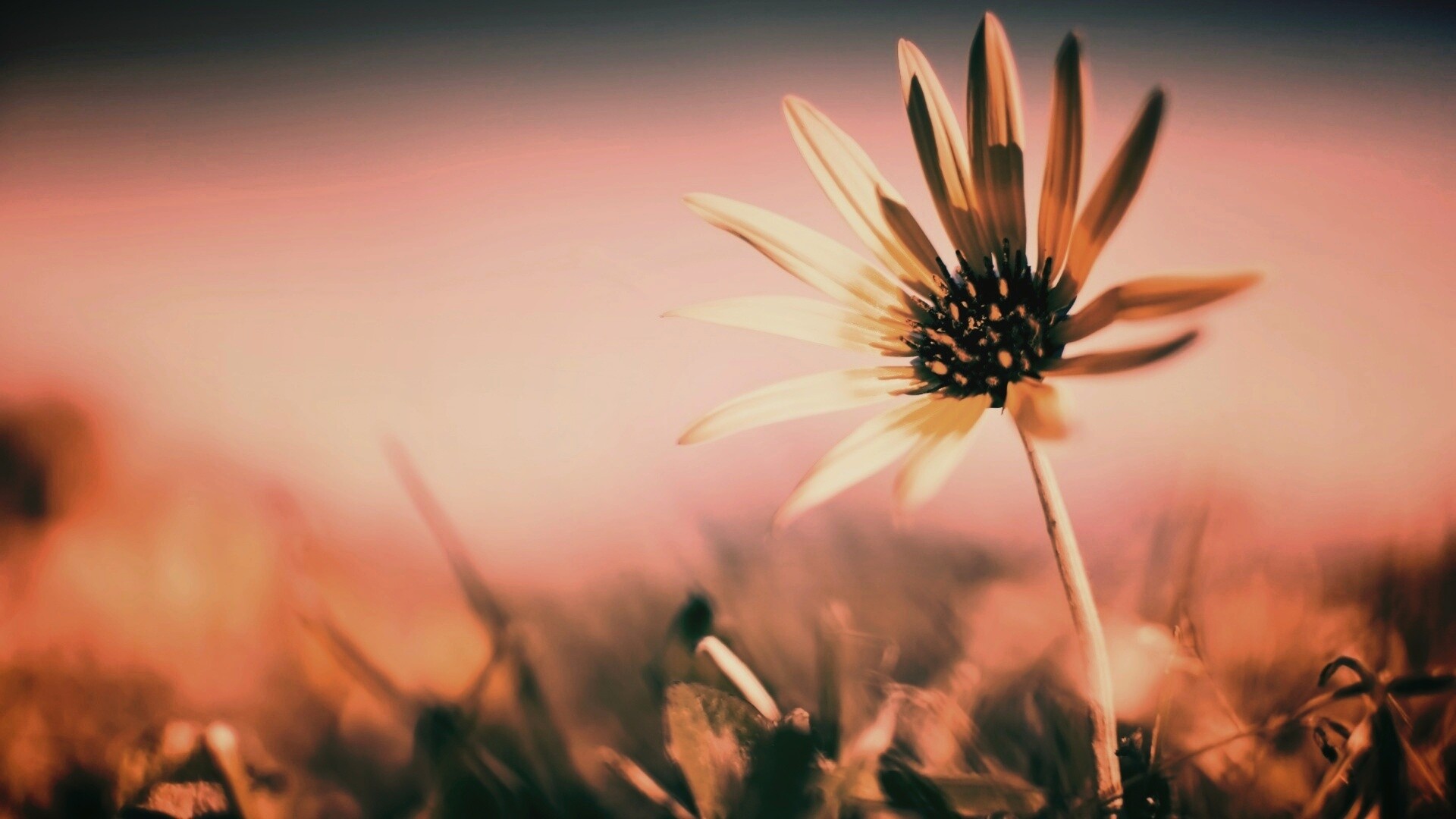 Летний цветок на солнце обои