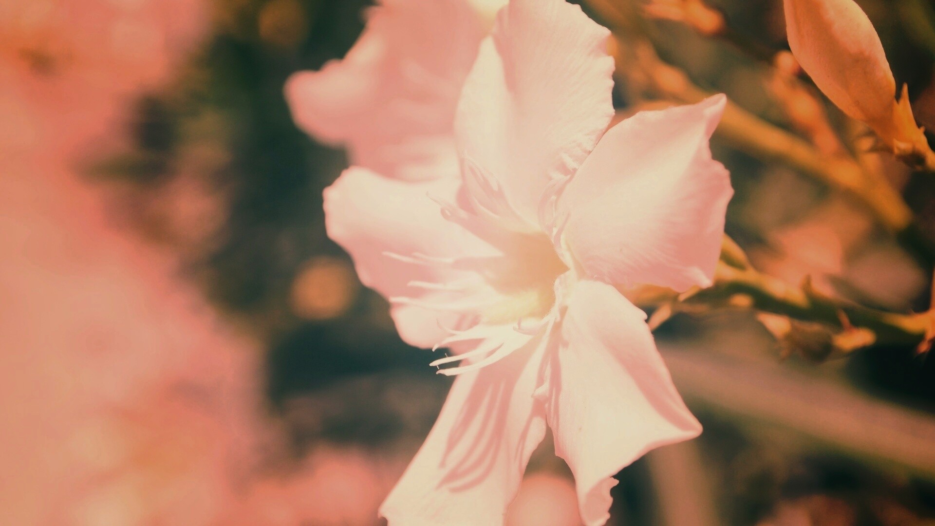 Эухарис, амазонская лилия обои