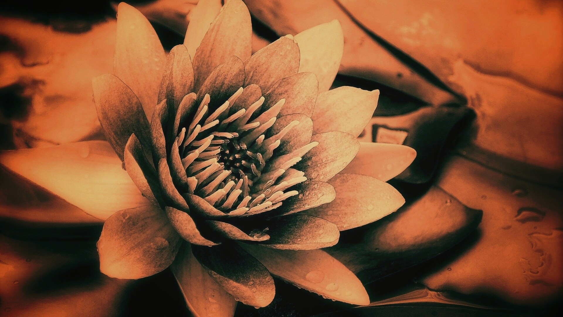 Кувшинка обои