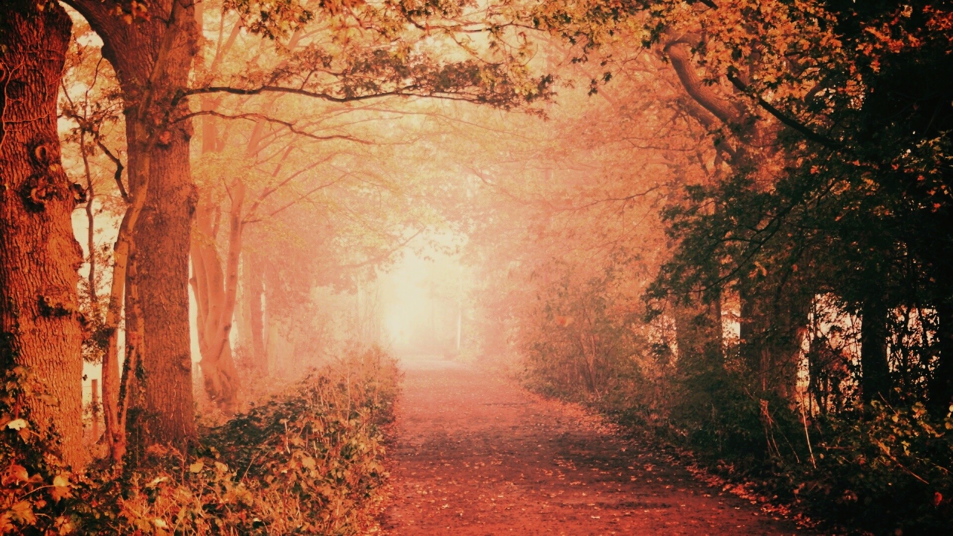 Парковая дорожка обои