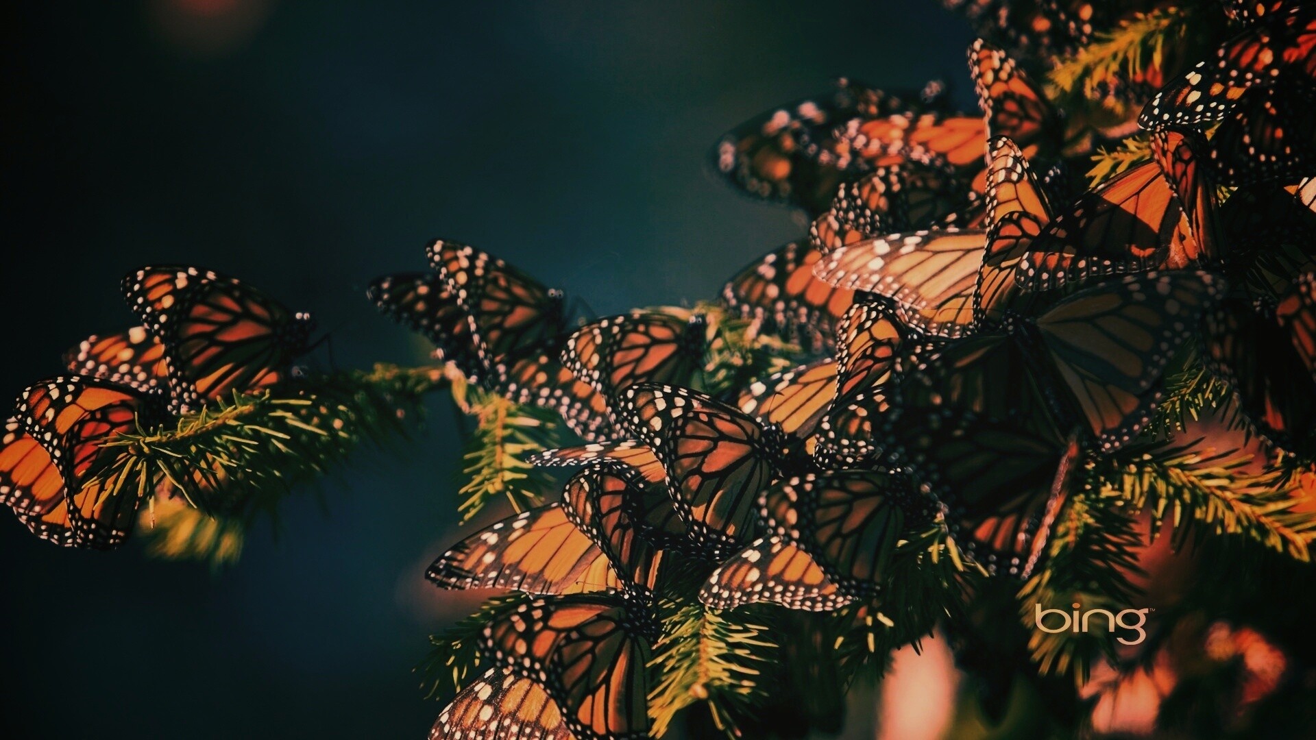 Бабочки облепили ёлку обои