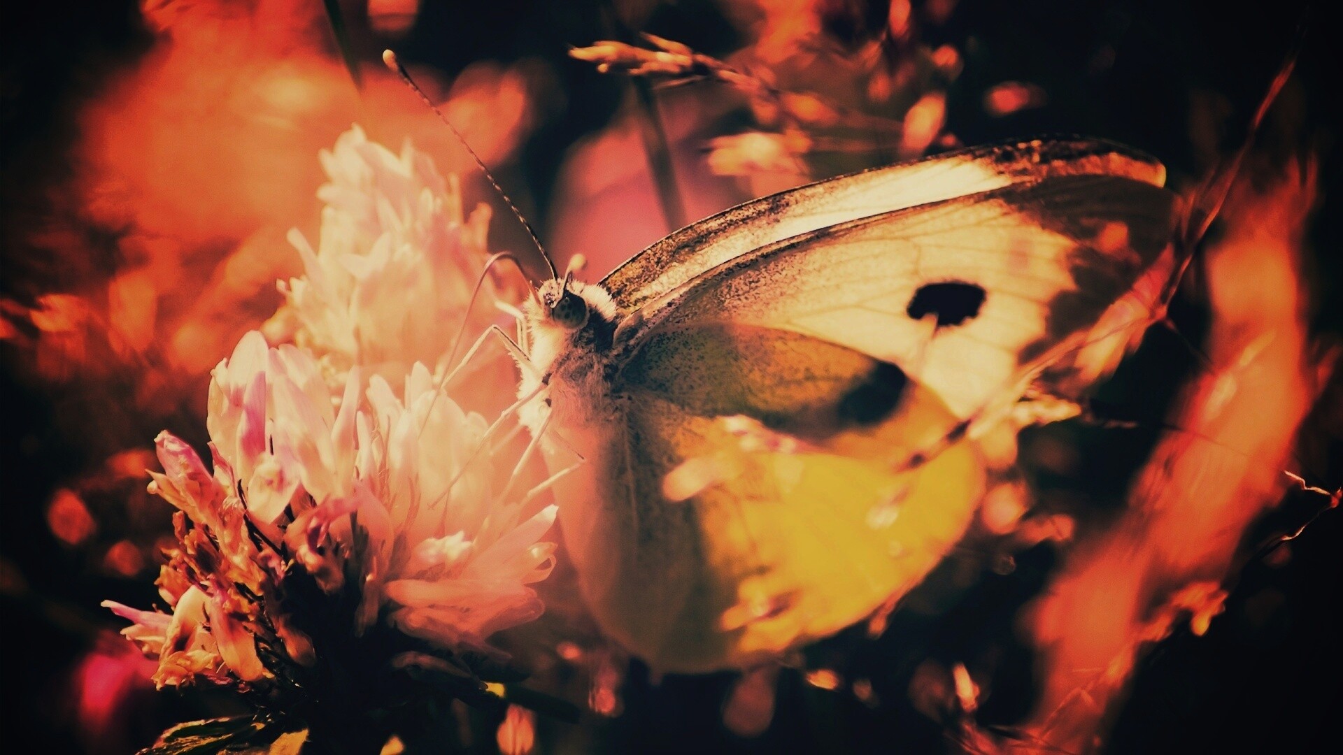 Бабочка на цветке обои