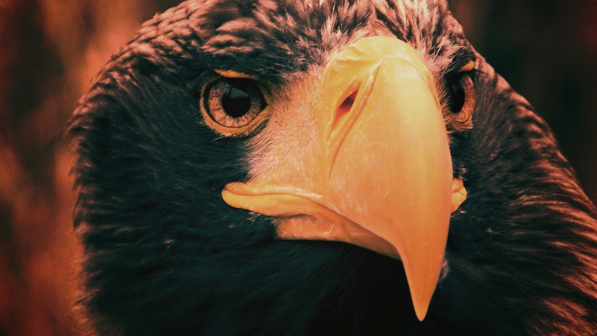 Орёл - птица гордая обои