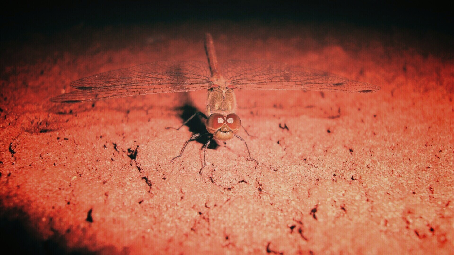 Стрекоза обои