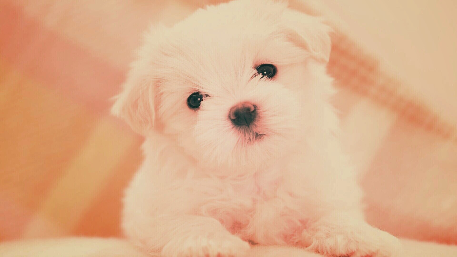 Щенок мальтийской болонки обои
