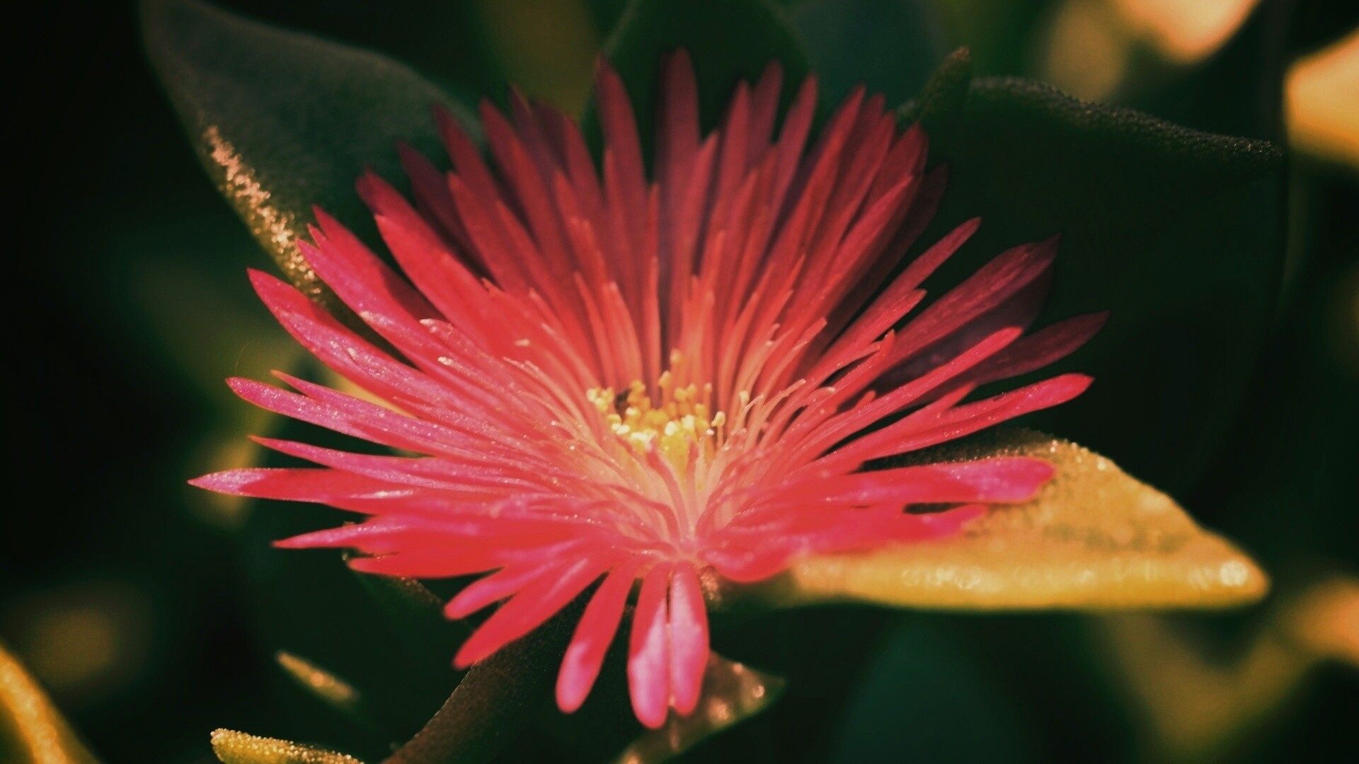 Чудесный цветок обои