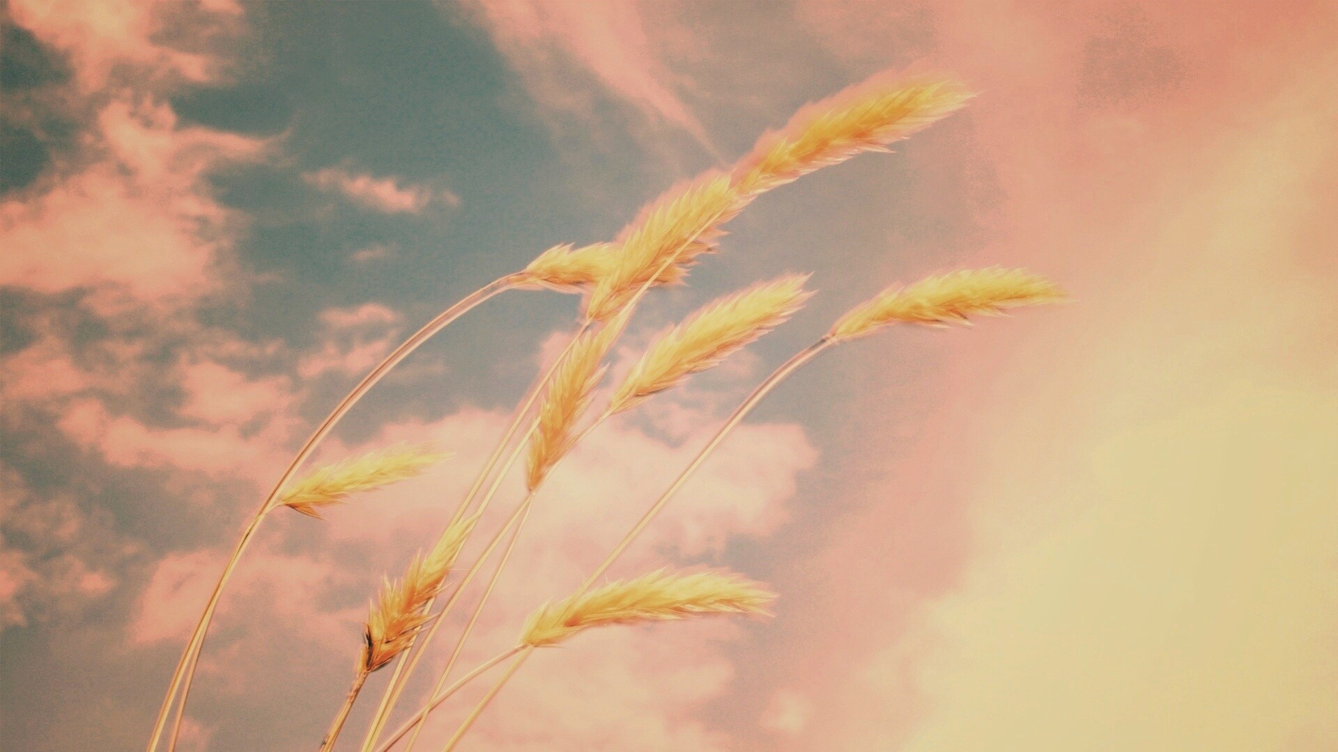 Колосья обои