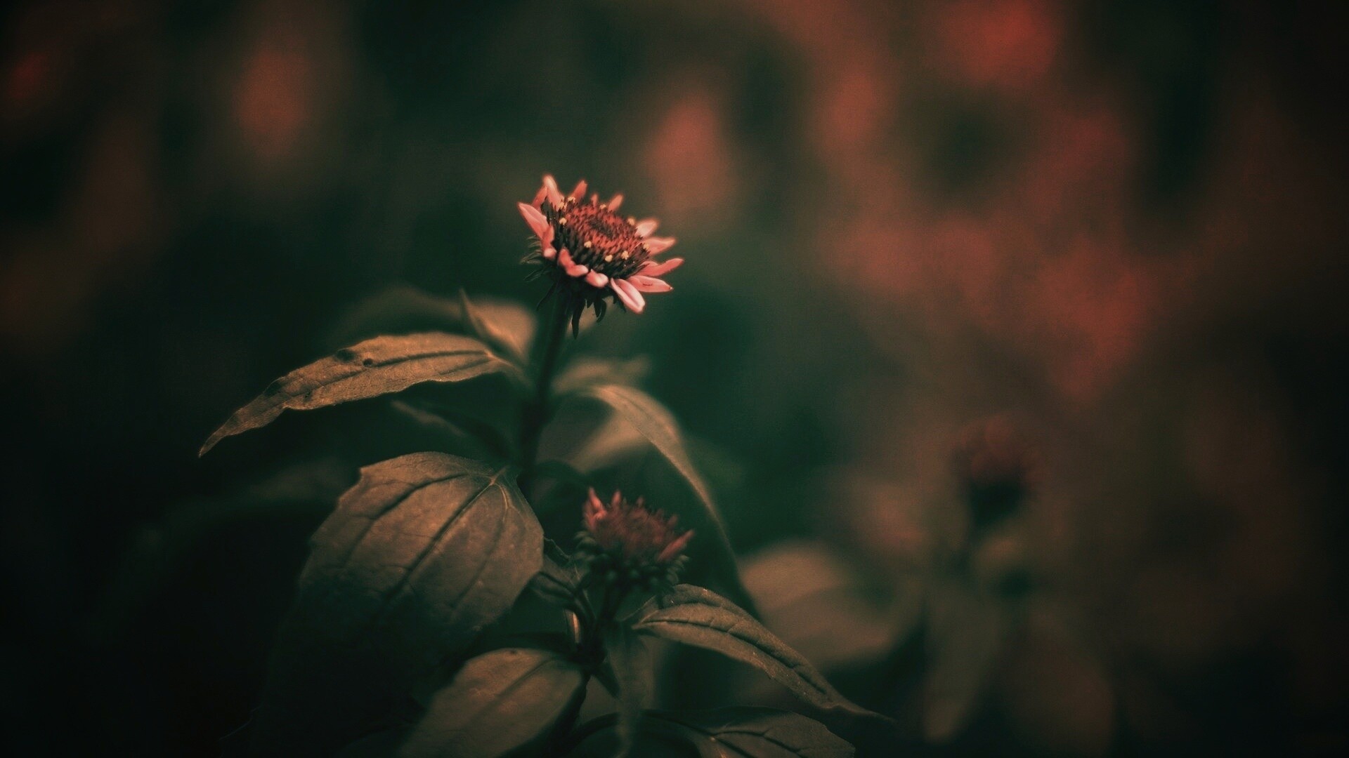 Фотография цветка обои