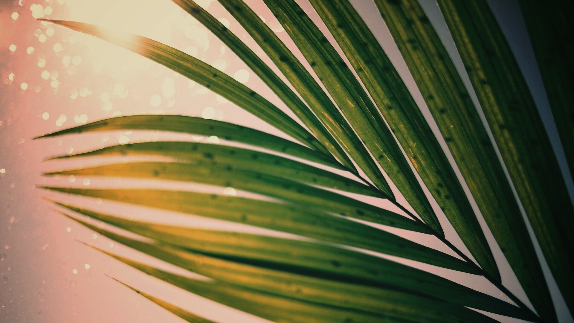 Солнце просвечивает сквозь пальмовый лист обои