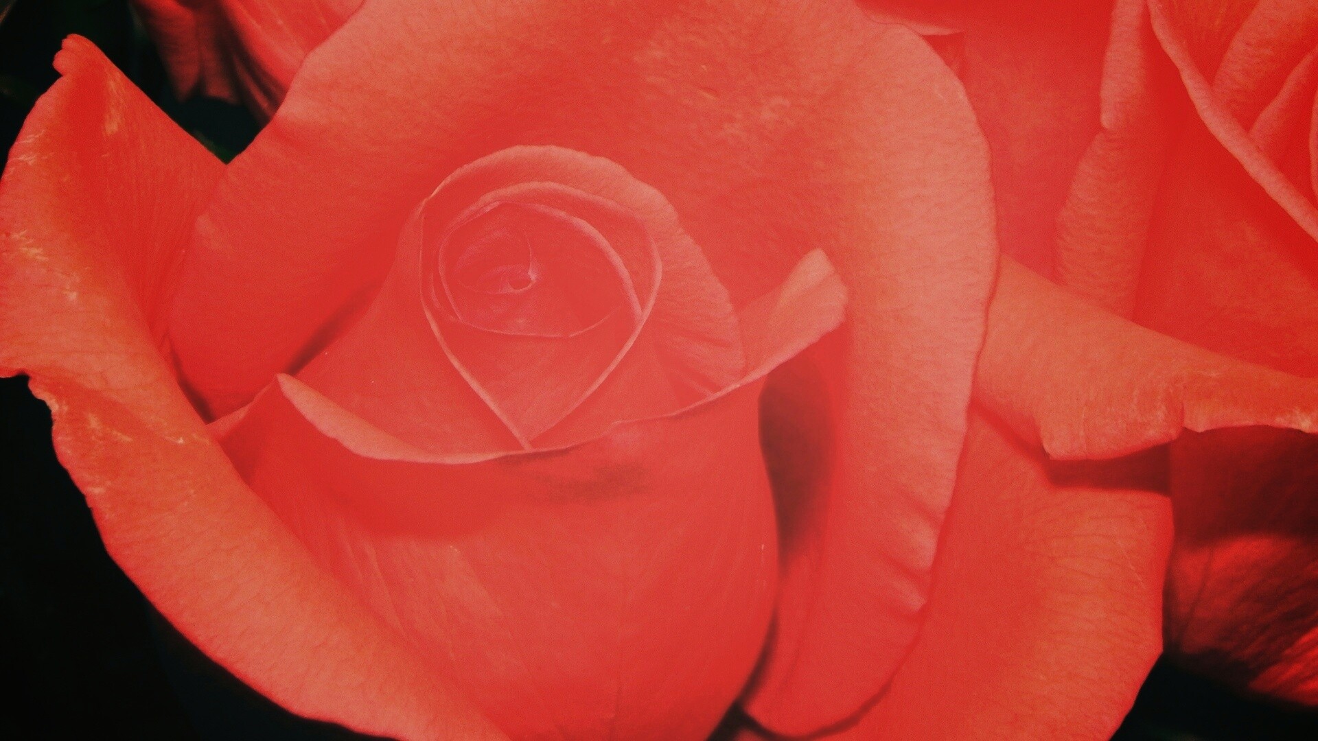 Бутон розы обои