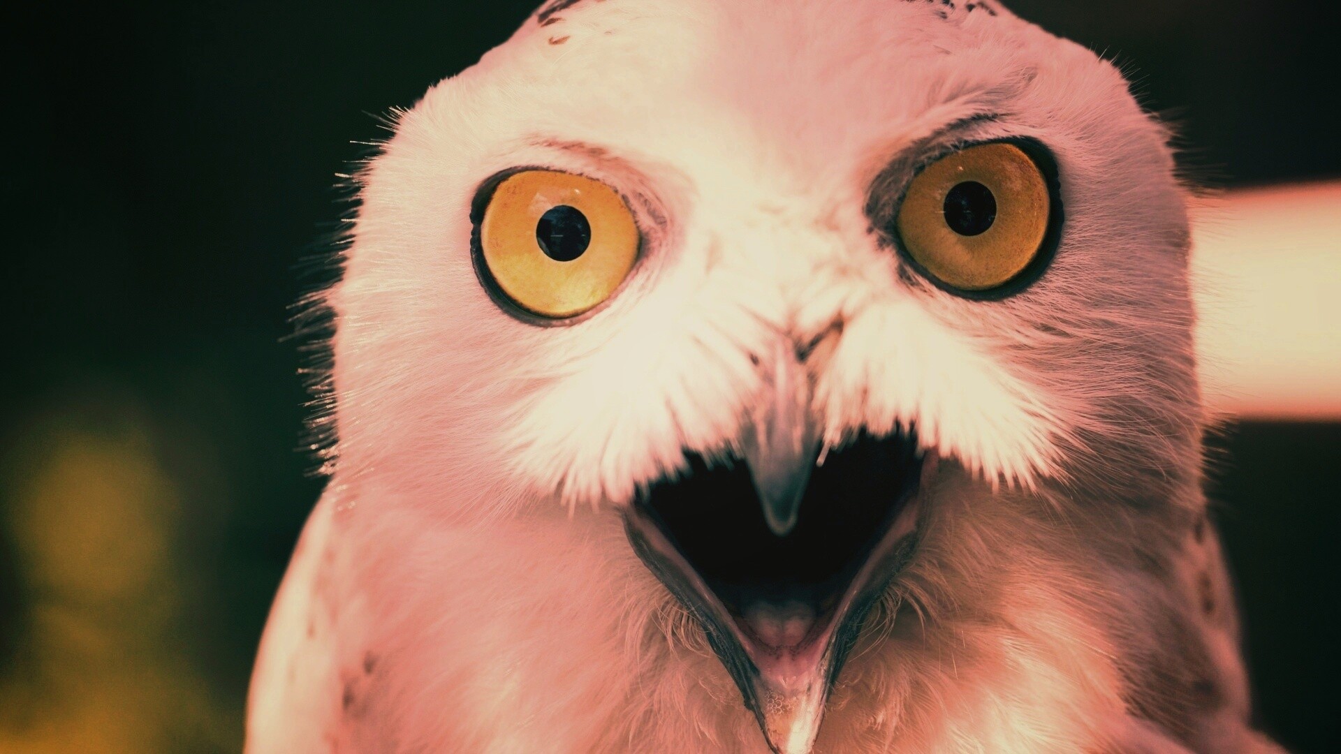 Сова в шоке! обои