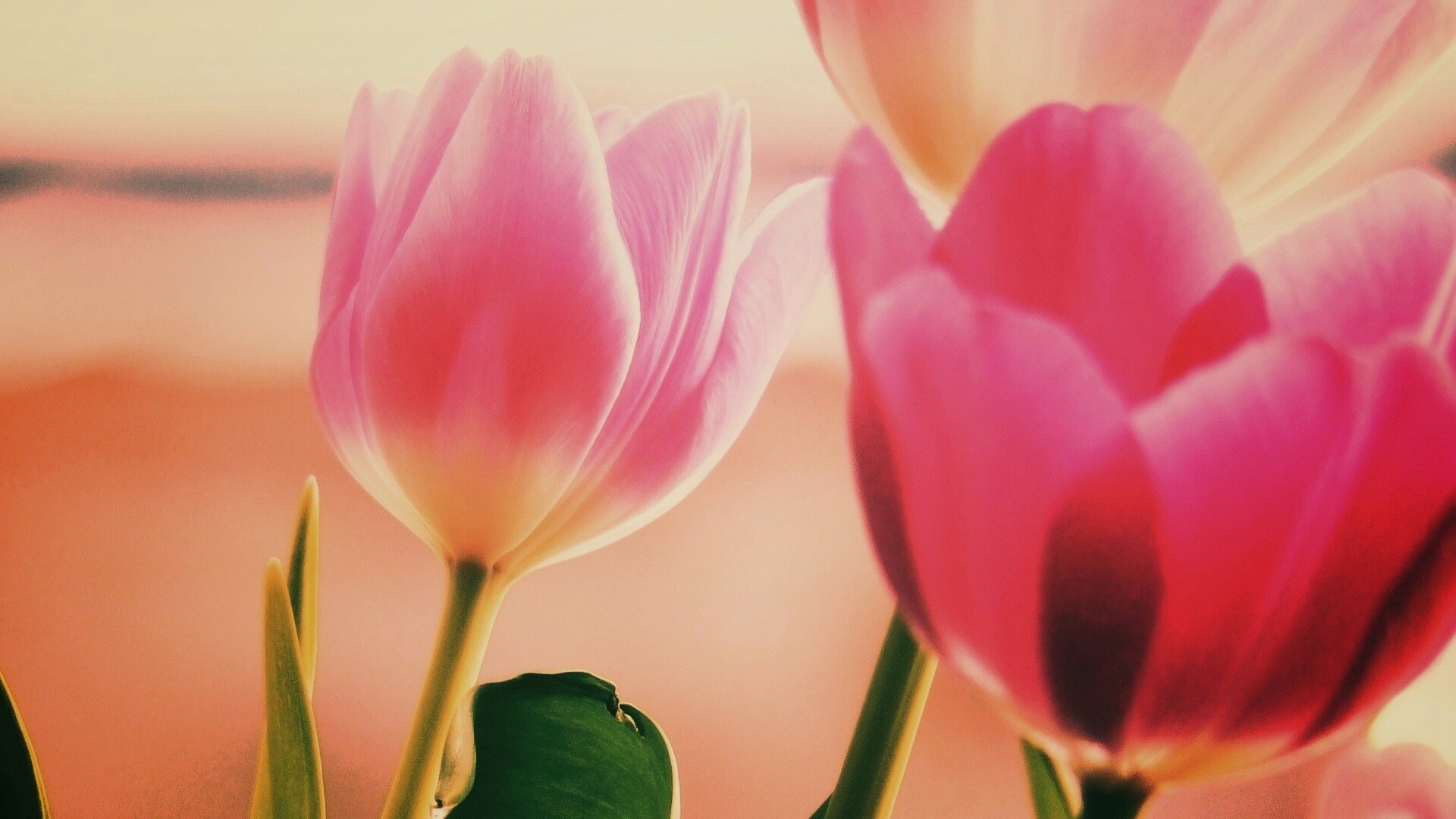 Тюльпаны обои